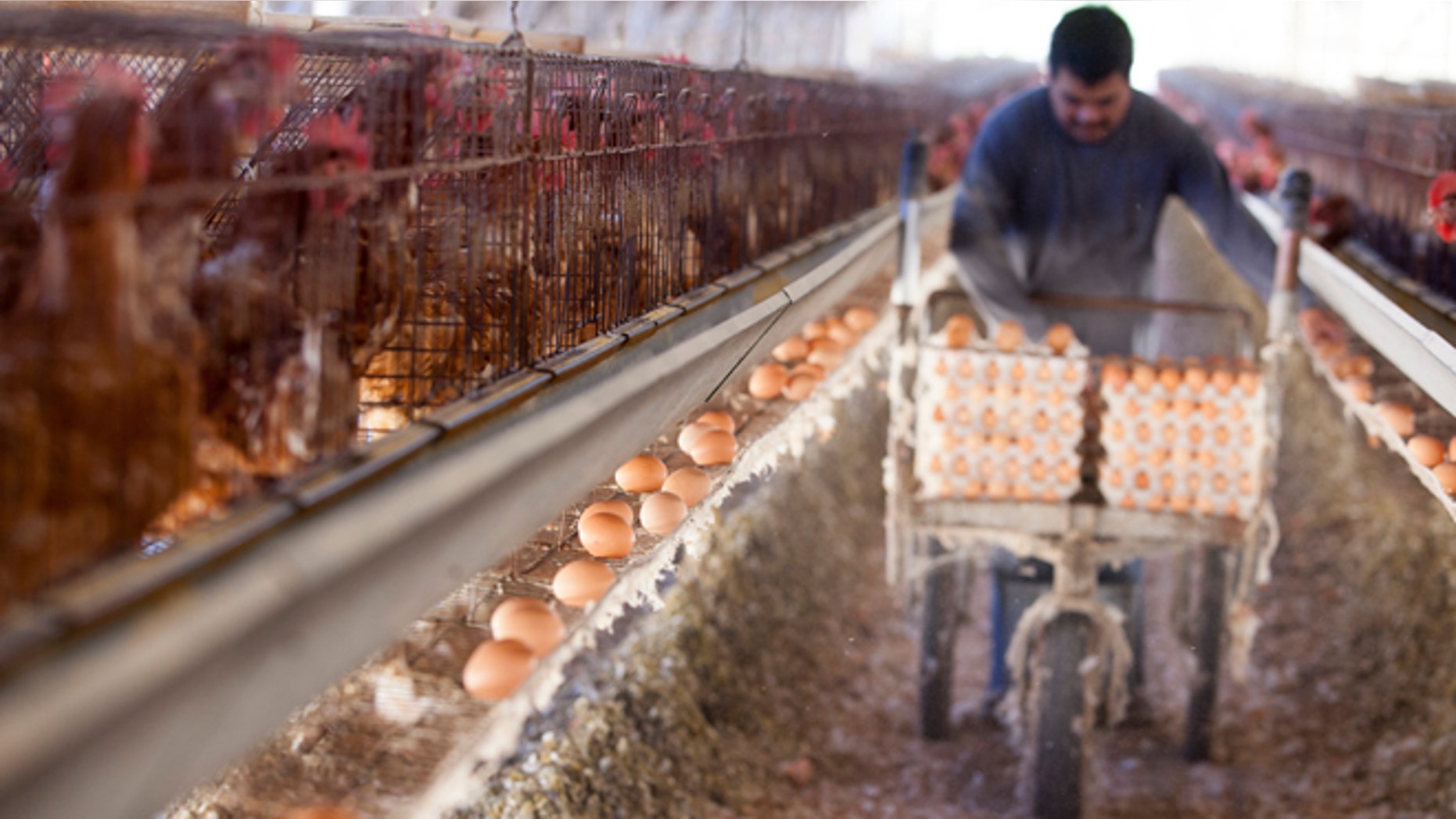 SAN DIEGO, CA - NOVEMBER 6: A farm worker collects eggs in an old-fashioned chicken house at an egg farm, on November 6, 2014 in San Diego, California. California voters passed an animal welfare law in 2008 to require that the state's egg-laying hens be given room to move around, but did not provide the funds for farmers to convert. (Photo by Melanie Stetson Freeman/The Christian Science Monitor via Getty Images)