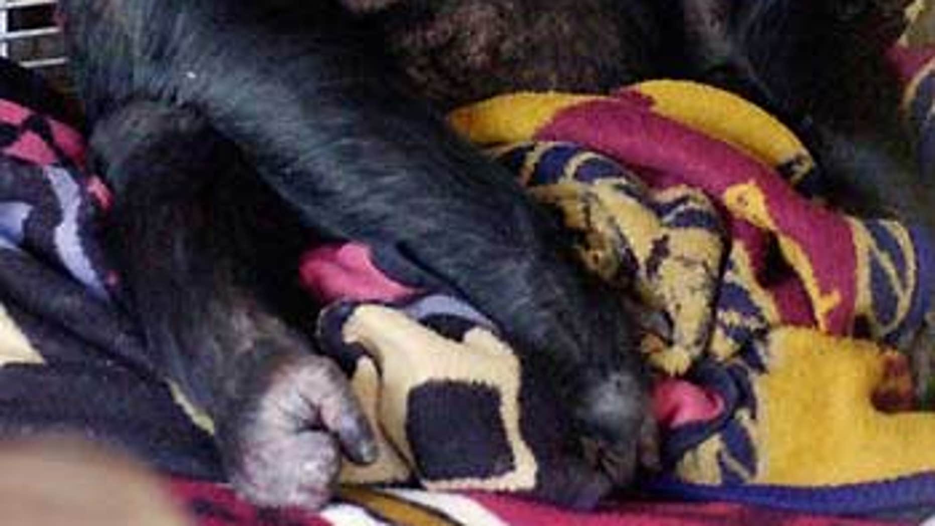 chimpanzee baby dead