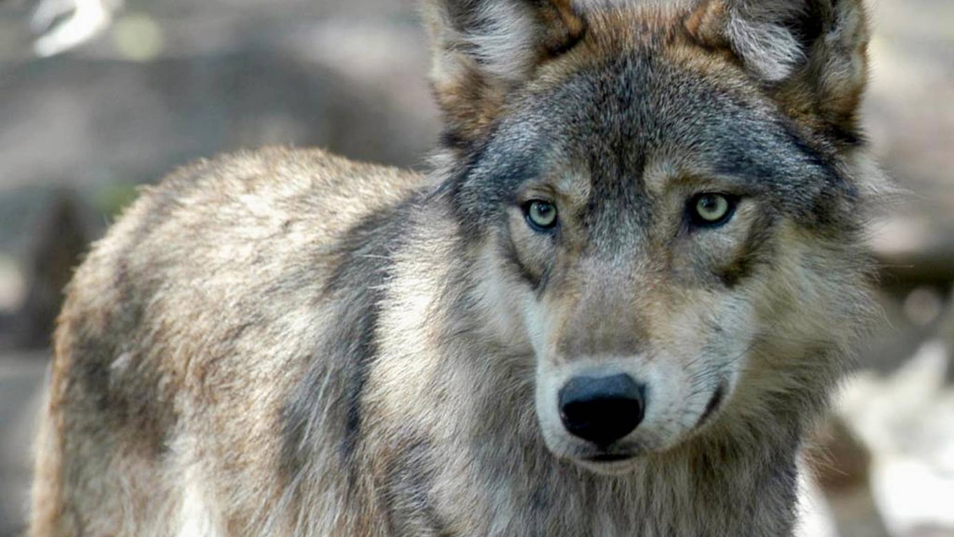 FILE - This July 16, 2004, file photo, shows a gray wolf at the Wildlife Science Center in Forest Lake, Minn. Gray wolves in Minnesota, Wisconsin and Michigan could find themselves in the cross-hairs of hunters once again. A ruling is expected soon from the same federal appeals court that stripped the wolf of its protection in Wyoming in March 2017. (AP Photo/Dawn Villella, File)