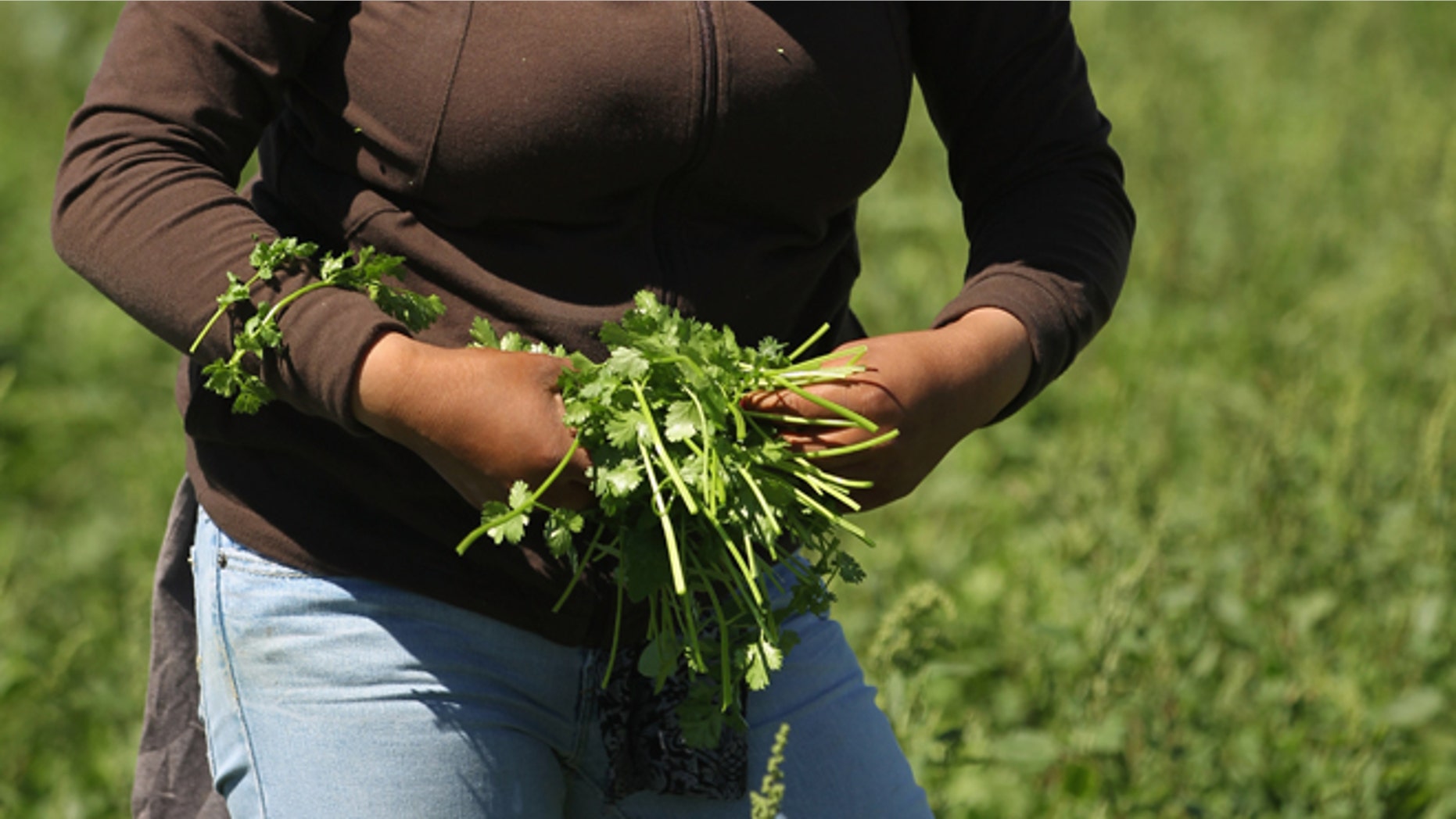 A migrant farm worker from Mexico harvests organic cilantro. (Photo by John Moore/Getty Images)