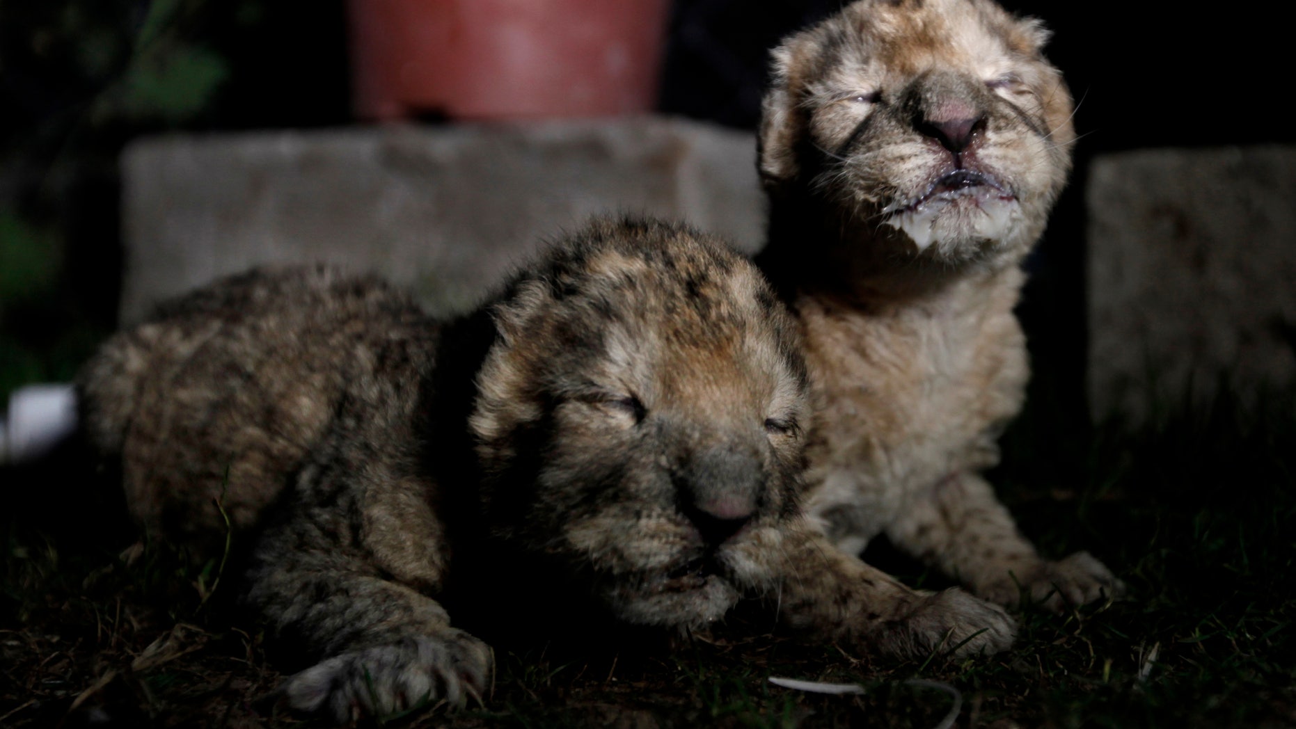 FILE - In this file photo taken Tuesday, Nov. 19, 2013, African lion cubs, Fajer, right, and his sister, Sejeel, left, rest after feeding at Besan Zoo in Beit Lahiya, northern Gaza Strip. Authorities said a pair of newborn lion cubs unveiled by Hamas as prized additions to the zoo in the Gaza Strip have died. Mohammad Abdel-Rahman, the acting manager of the Beit Lahiya zoo in northern Gaza, said Thursday the cubs died of an unspecified illness. He said the zoo’s staff was unable to save them because they lacked experience in caring for newborn cubs. (AP Photo/Hatem Moussa, File)