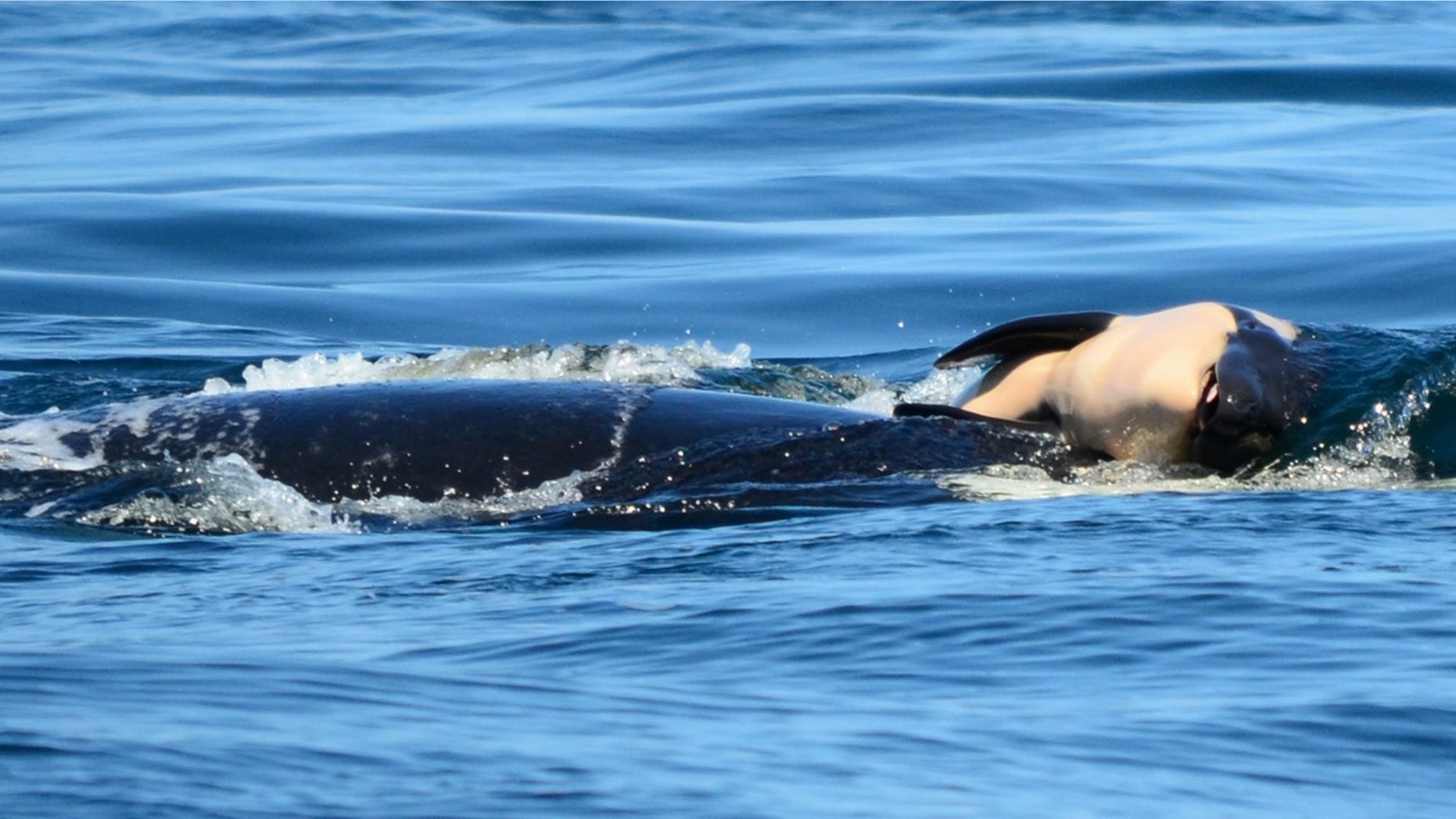 A grieving orca was seen pushing her calf after it died shortly after being born.