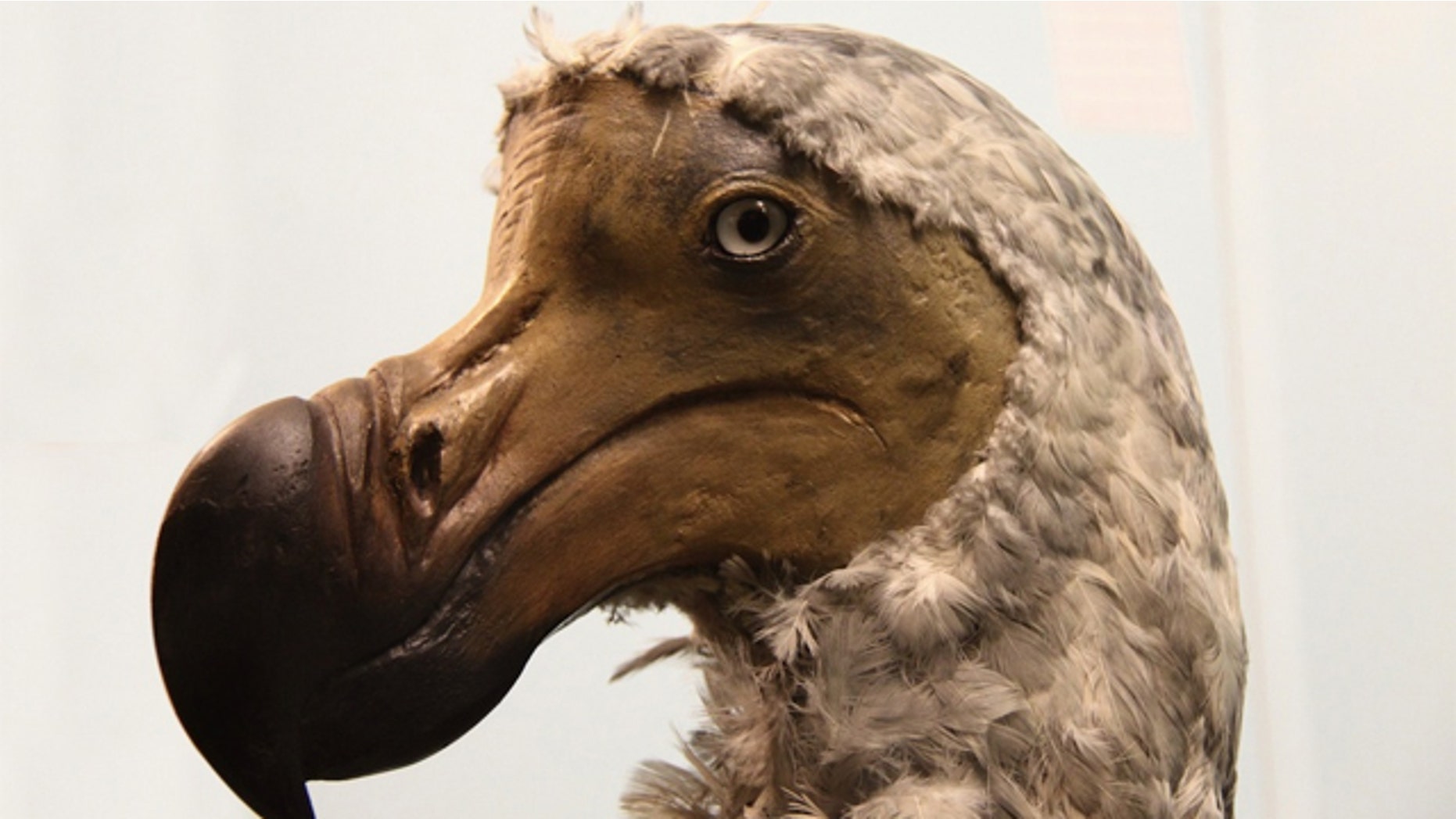 The government must act quickly before more of Earth's species go the way of the dodo.