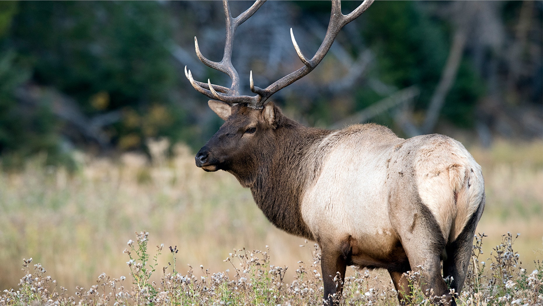 Dead elk found in Oregon suffered broken limbs and antlers, as well as torn hides, likely from an avalanche, state Fish and Wildlife officials say.