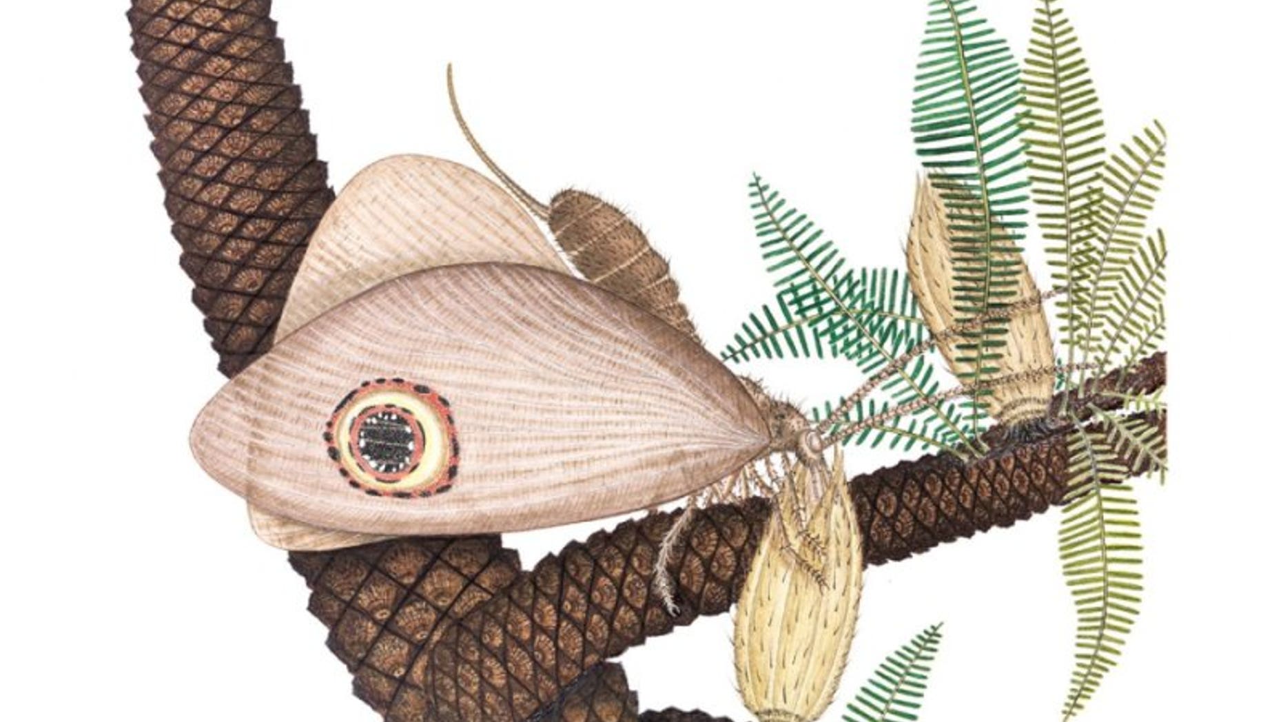 This is an artist's rendering of Oregramma illecebrosa consuming pollen drops from bennettitales, an extinct order of plant from the Triassic period. (Vichai Malikul)