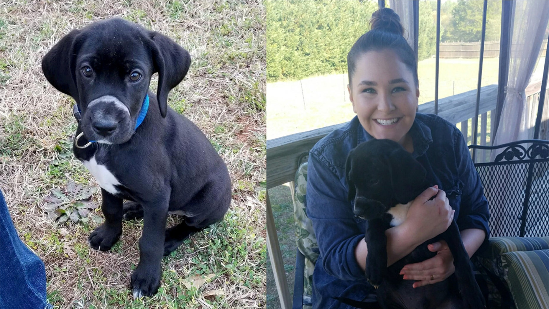 Little Norman, a 12-week-old puppy, was found abandoned on the side of the road with his mouth tied shut.