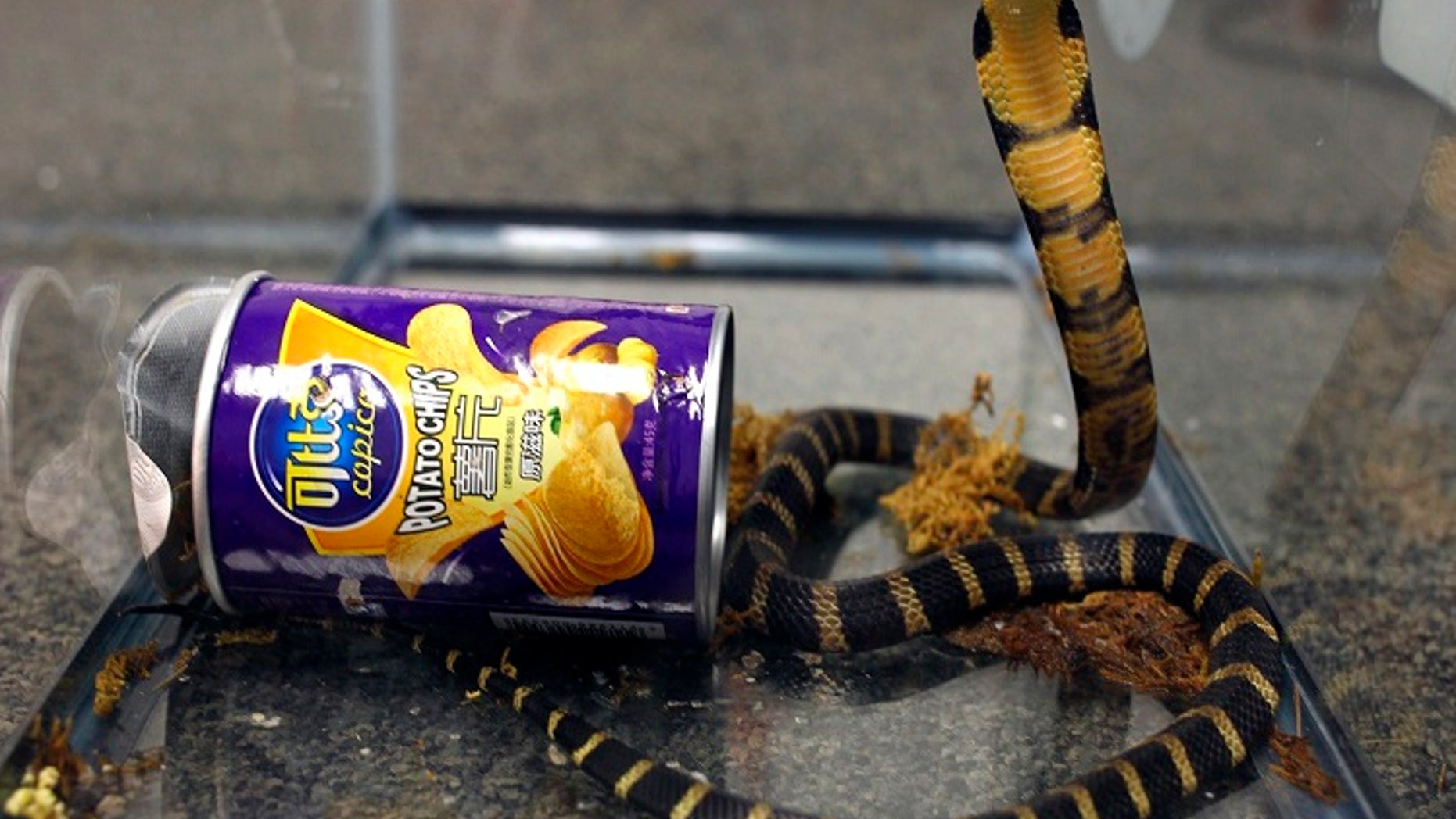 A man was arrested and accused of smuggling three king cobras to his California home, prosecutors said.