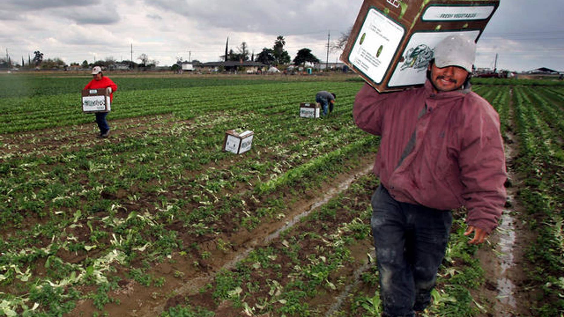 Workers carry boxes of bok choy out of a field Friday, March 31, 2006, in Fresno, Calif. Congress is embroiled in an intense debate over immigration legislation. At issue on the immigration controversy is a debate over a proposal that would legalize an estimated 11 million illegal immigrants in the United States and expand guest worker programs for an estimated 400,000 immigrants each year. (AP Photo/Gary Kazanjian)