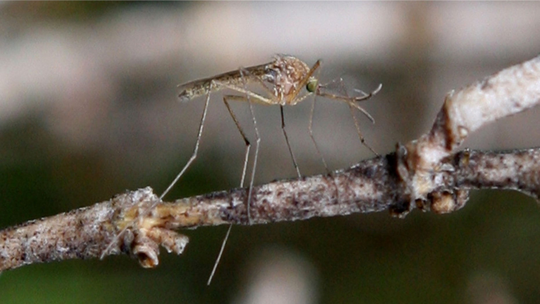 Stagnant water and trash are breeding grounds for mosquitoes.