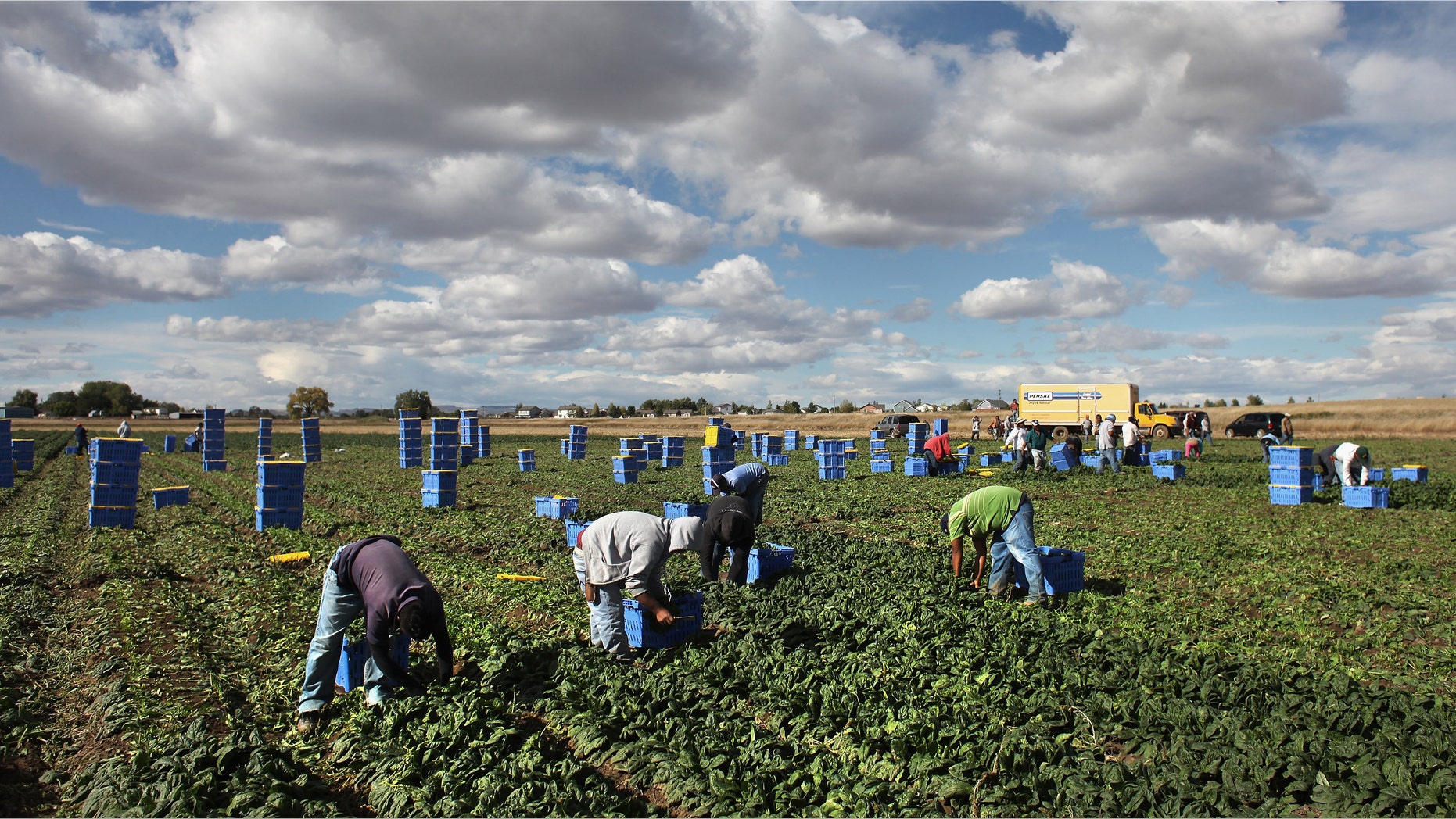 WELLINGTON, CO - OCTOBER 11: Mexican migrant workers pick organic spinach during the fall harvest at Grant Family Farms on October 11, 2011 in Wellington, Colorado. Although demand for the farm's organic produce is high, Andy Grant said that his migrant labor force, mostly from Mexico, is sharply down this year and that he'll be unable to harvest up to a third of his fall crops, leaving vegetables in the fields to rot. He said that stricter U.S. immigration policies nationwide have created a "climate of fear" in the immigrant community and many workers have either gone back to Mexico or have been deported. Although Grant requires proof of legal immigration status from his employees, undocumented migrant workers can easily obtain falsified permits in order to work throughout the U.S. Many farmers nationwide say they have found it nearly impossible to hire American citizens for seasonal labor-intensive farm work. (Photo by John Moore/Getty Images)