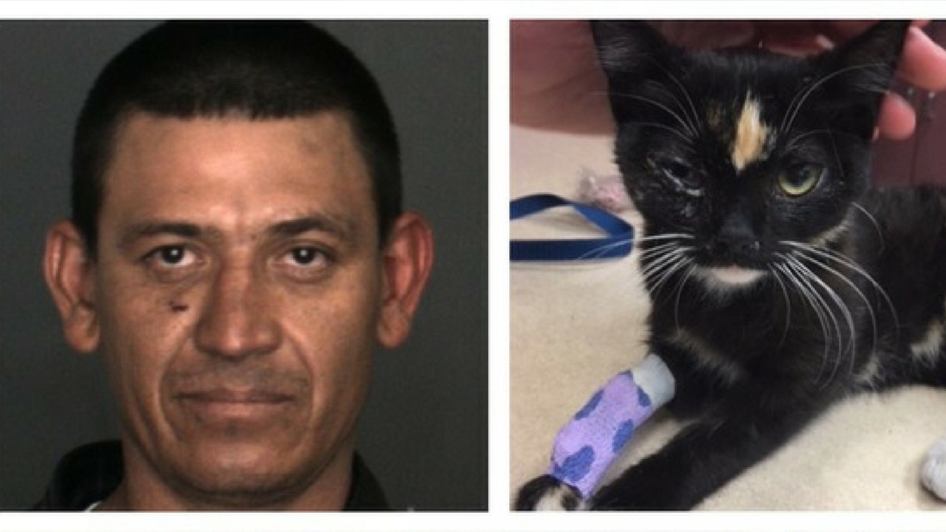 Lucio Lopez, 34, was arrested after allegedly throwing a kitten in a freezer and then off a balcony, police said.