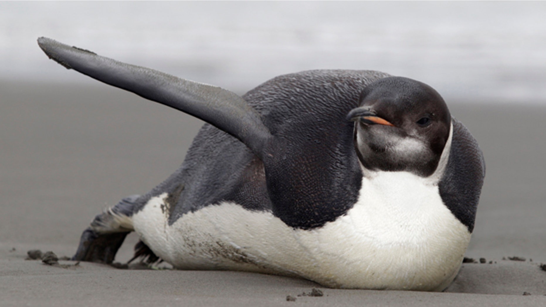 June 21: An Emperor penguin is seen on Peka Peka Beach of the Kapiti Coast in New Zealand. Emperor penguins typically spend their entire lives in Antarctica and almost never make landfall near humans, with the last sighting in New Zealand being more than 44 years ago.