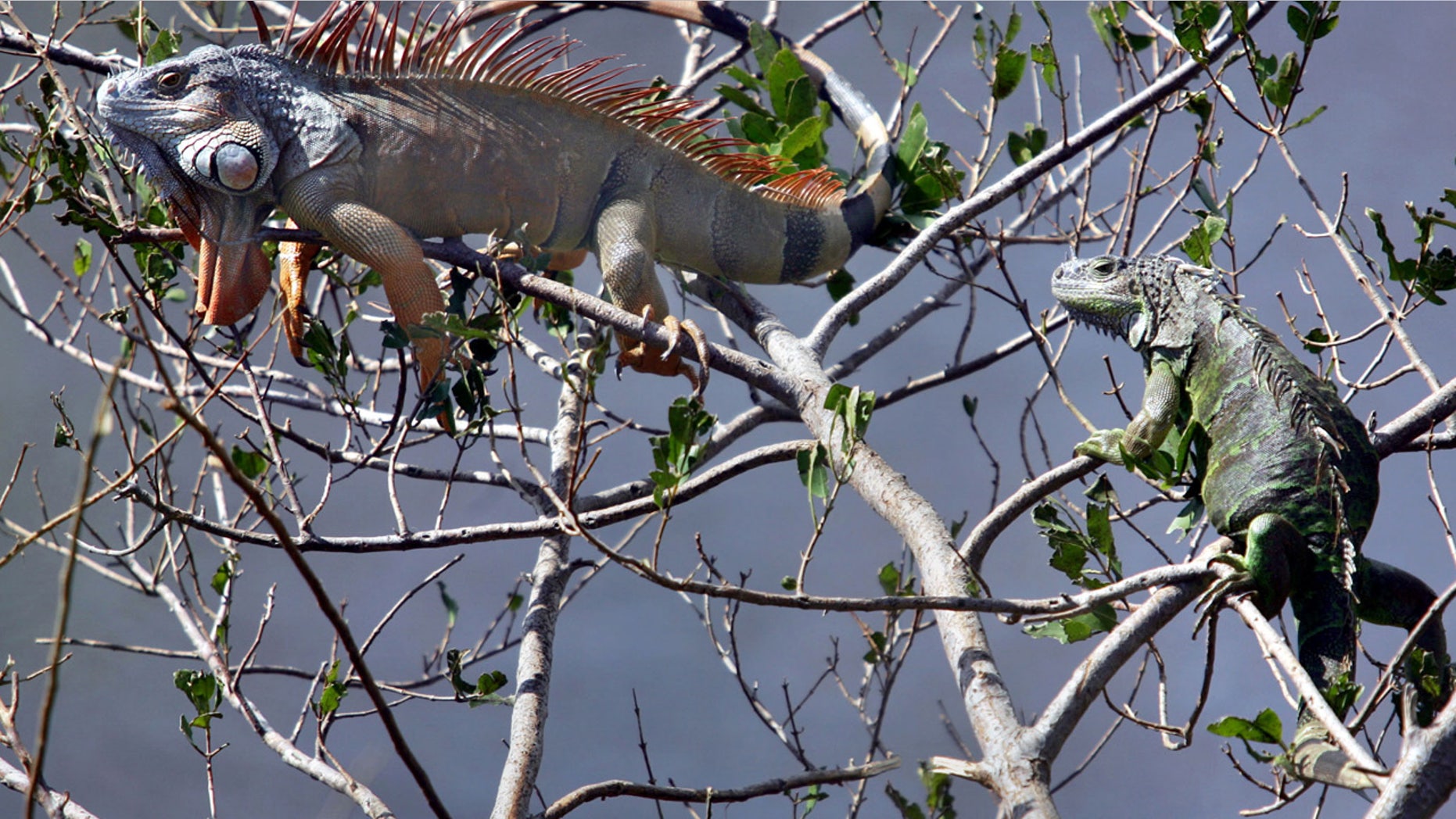FILE: A team of researchers from the University of Florida are using a controversial method to kill invasive iguanas.