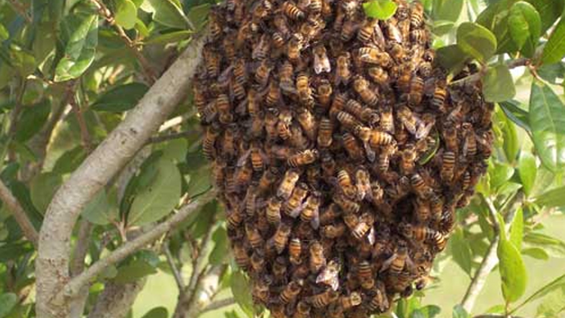 A California woman was left in critical condition after she was attack by a massive swarm of bees.
