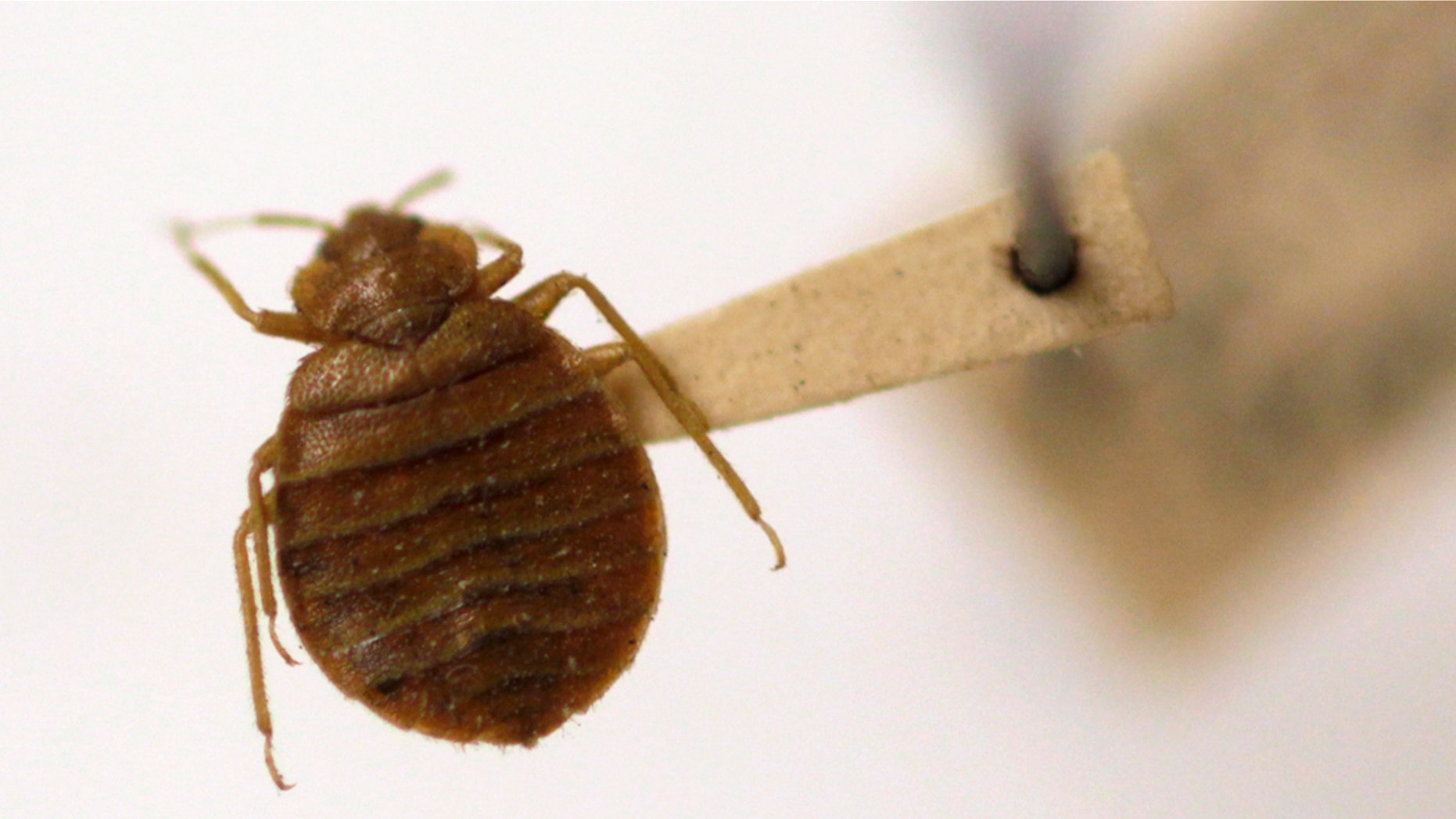 A bed bug is displayed at the Smithsonian Institution National Museum of Natural History in Washington, Wednesday, March 30, 2011. It's that time of year when the bugs emerge to bug us. Some can pose real threats _ Lyme disease from tiny ticks, West Nile virus from mosquitoes, or life-threatening allergic reactions to bee stings. But most bug bites in this country are an itchy nuisance. (AP Photo/Carolyn Kaster)