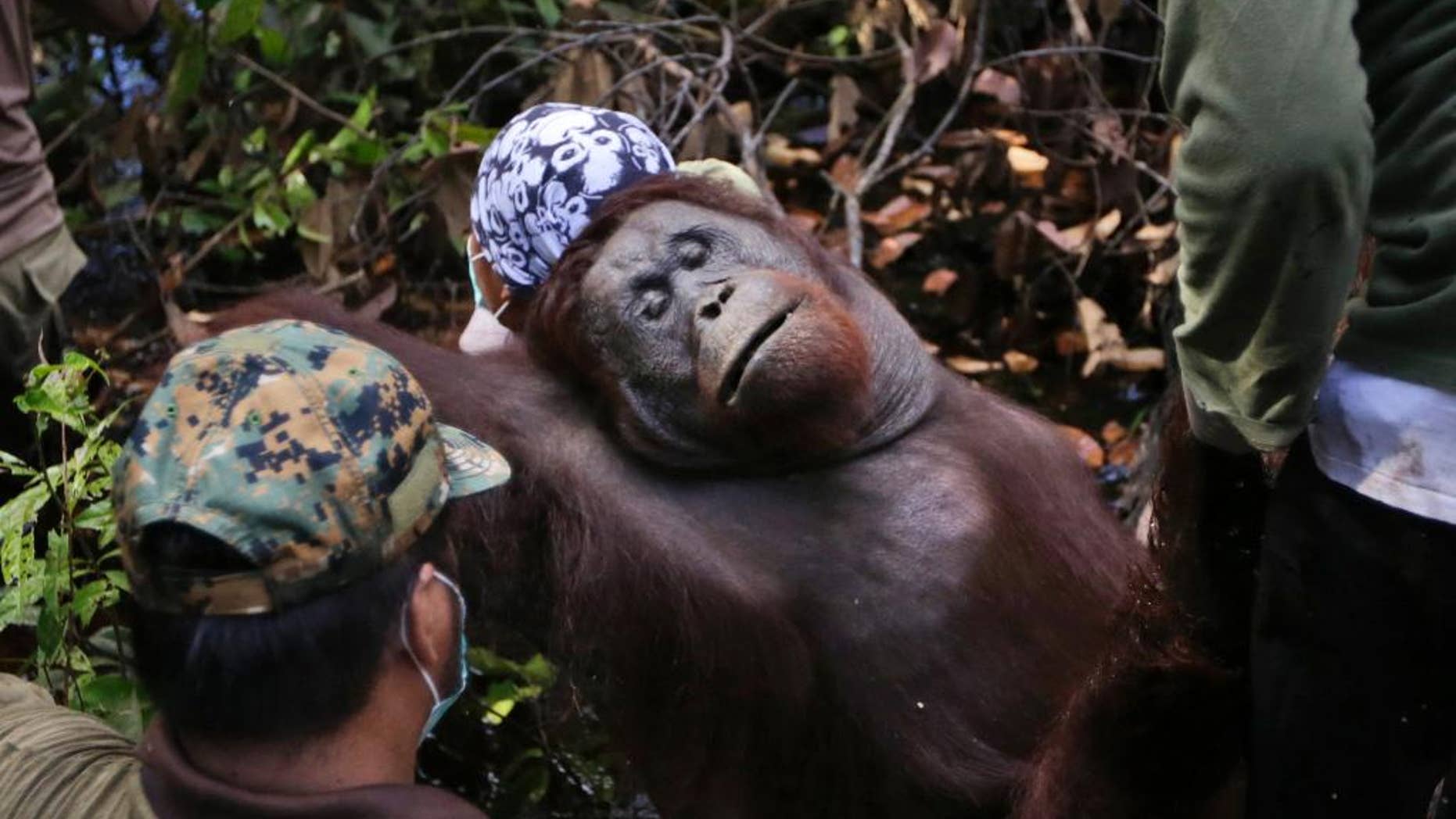 FILE - In this Jan. 5, 2016, file photo, conservationists from Borneo Orangutan Survival Foundation carry a tranquilized orangutan as they conduct a rescue and release operation for orangutans trapped in a swath of jungle in Sungai Mangkutub, Central Kalimantan, Indonesia. A global conservation group says Borneo's orangutans are now a critically endangered species due to hunting and destruction of forest habitat. The International Union for Conservation of Nature estimates the number of Bornean orangutans has dropped by nearly two-thirds since the early 1970s and will further decline to 47,000 animals by 2025. (AP Photo/Dita Alangkara, File)