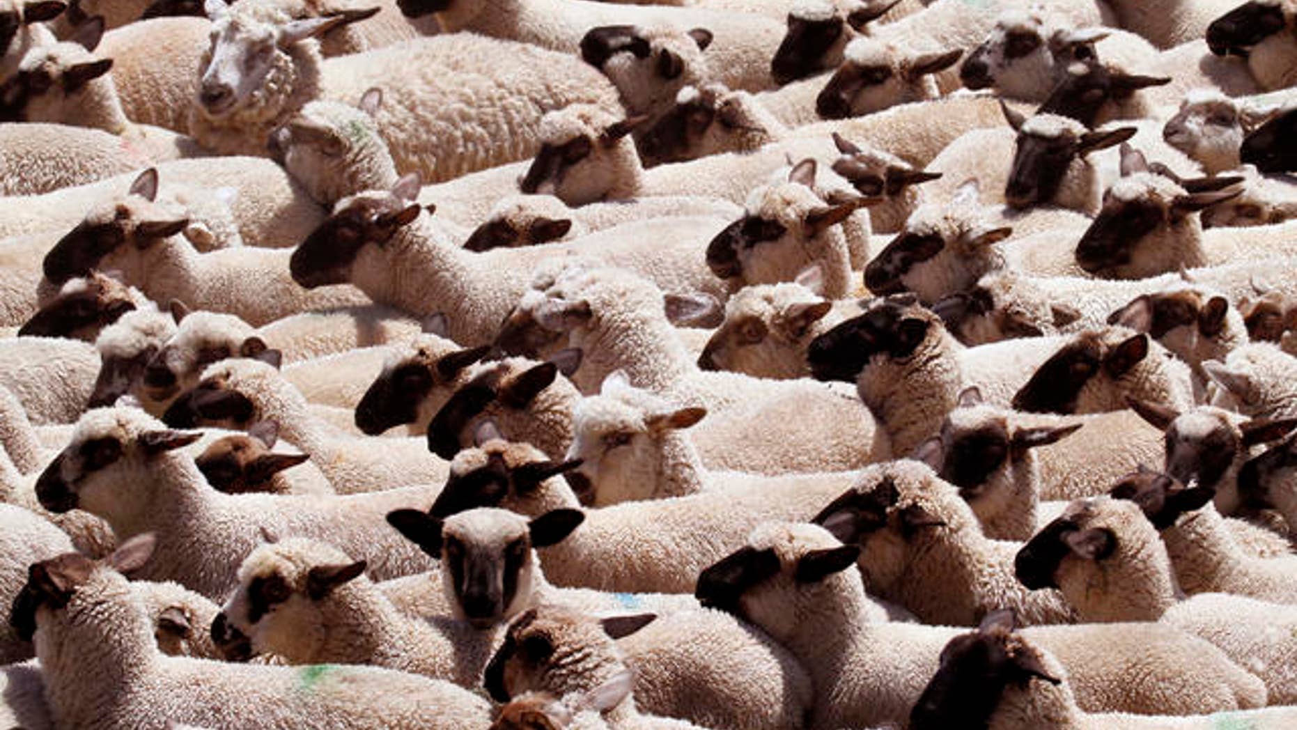 Scores of sheep flock together and head in the same direction after they are spooked by a nearby crop-dusting helicopter at a farm on Sauvies Island in Portland, Ore., Friday, June 18, 2010.(AP Photo/Don Ryan)