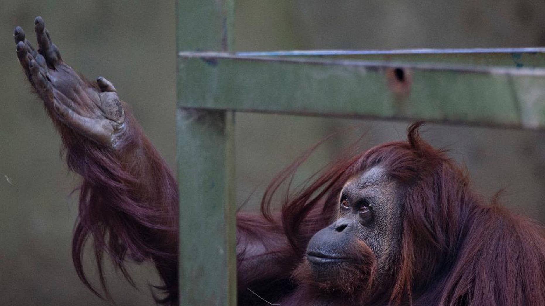 FILE - In this Dec. 22, 2014, file photo, Sandra the orangutan sits in her enclosure at Buenos Aires' Zoo in Argentina. The mayor of Argentina's capital Horacio Rodriguez Larreta said Thursday, June 23, 2016, that the zoo will be turned into an ecological park and that it will gradually relocate most of its 1,500 animals to sanctuaries in Argentina and abroad because they are not living in adequate conditions. (AP Photo/Natacha Pisarenko, File)