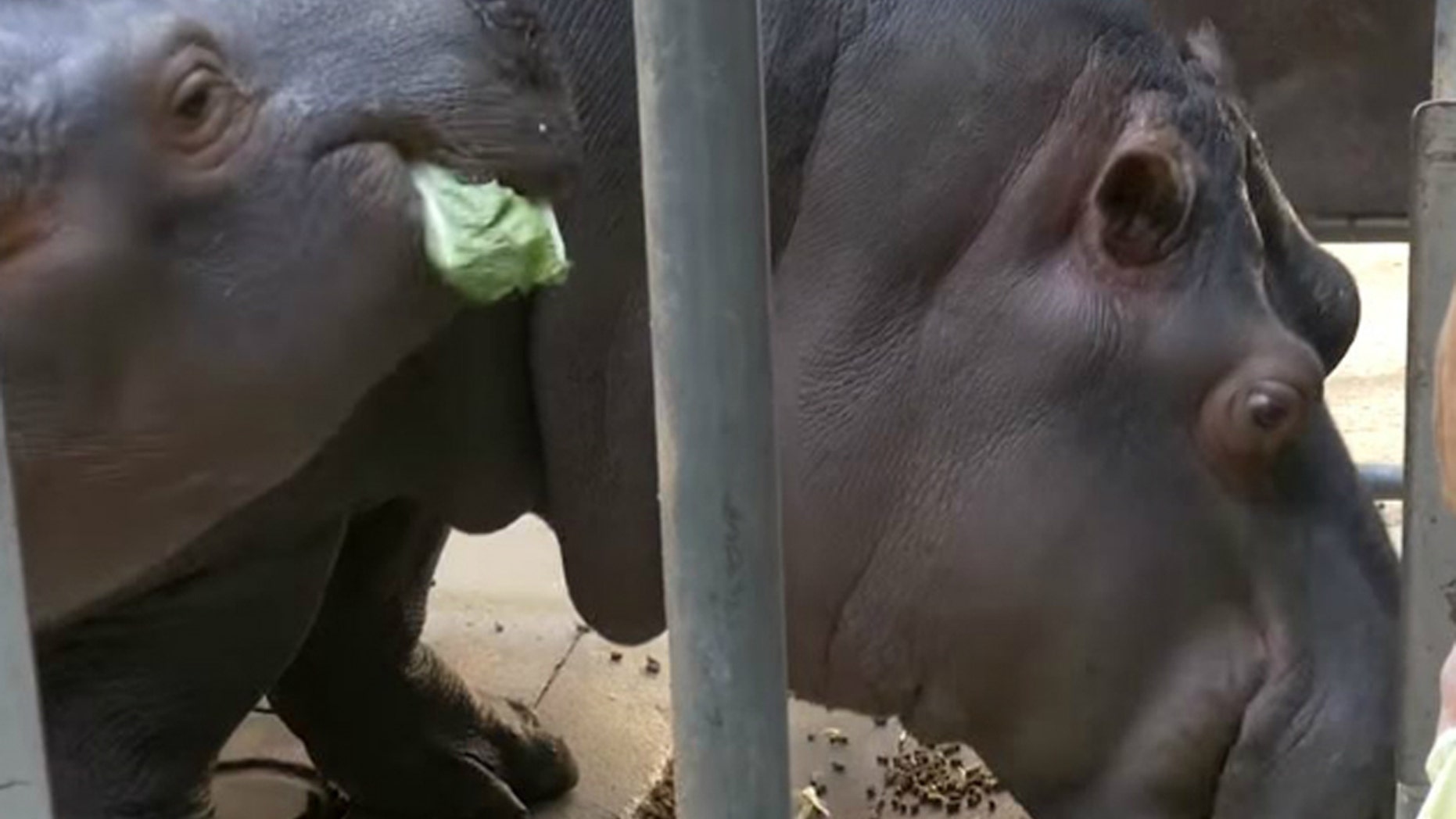 A bizarre video was posted last week that showed an unidentified man approach two hippos at the L.A. Zoo, named Rosie and Mara