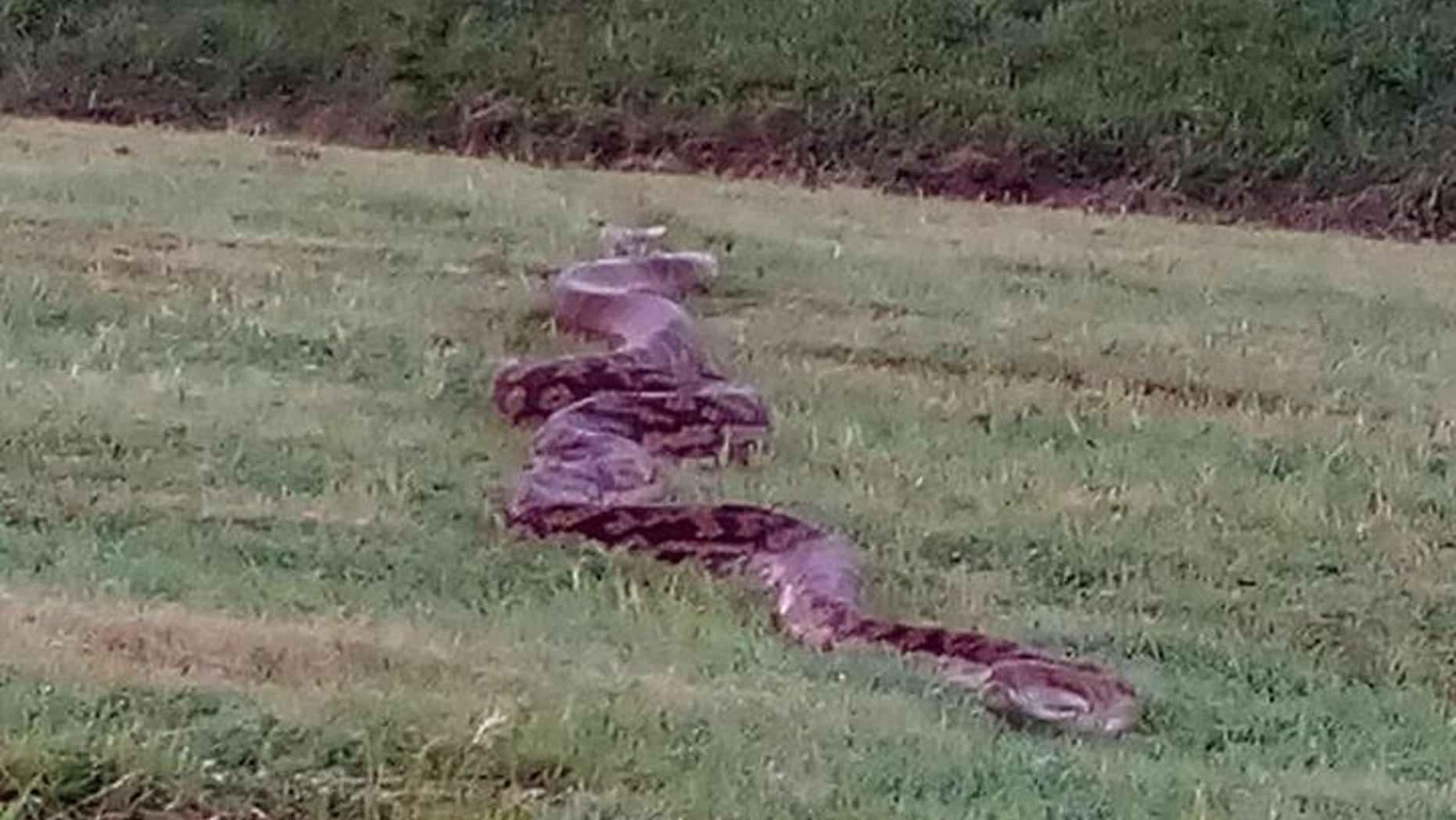 A giant python slithered across a racetrack in Australia on Wednesday.