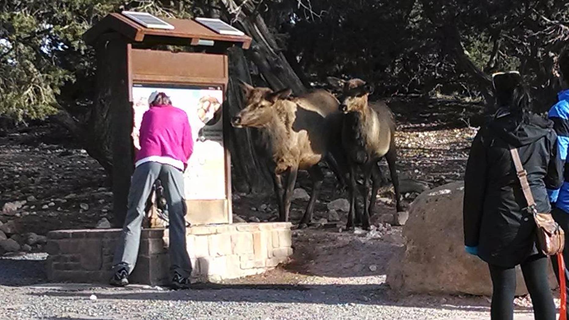 In this Nov. 10, 2013 photo provided by Brandon Holton, a Wildlife Biologist with the Science and Resource Management at the at the Grand Canyon National Park, elks interact with visitors at the south kaibab water station at the Grand Canyon National Park in Arizona. The animals are helping themselves by lifting the spring-loaded levers at the stations with their noses and letting the water flow. Officials at the Grand Canyon plan to elk-proof the stations to outsmart the animals, conserve water and protect visitors from aggressive behavior. (AP Photo/U.S. National Park Service)