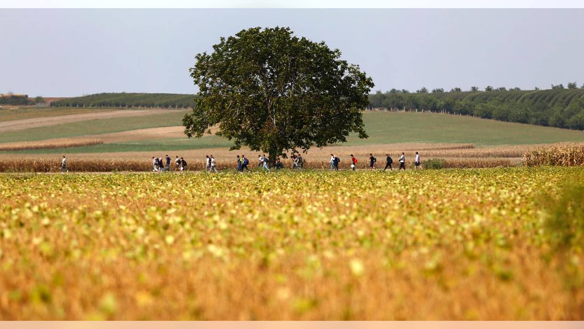 People make their way through fields at the border between Serbia and Croatia near Tovarnik, Croatia, Wednesday, Sept. 16, 2015. The first groups of migrants have started arriving in Croatia - a new entry point into the European Union after Hungary sealed off its border with Serbia with massive coils of barbed wire. (AP Photo/Matthias Schrader)