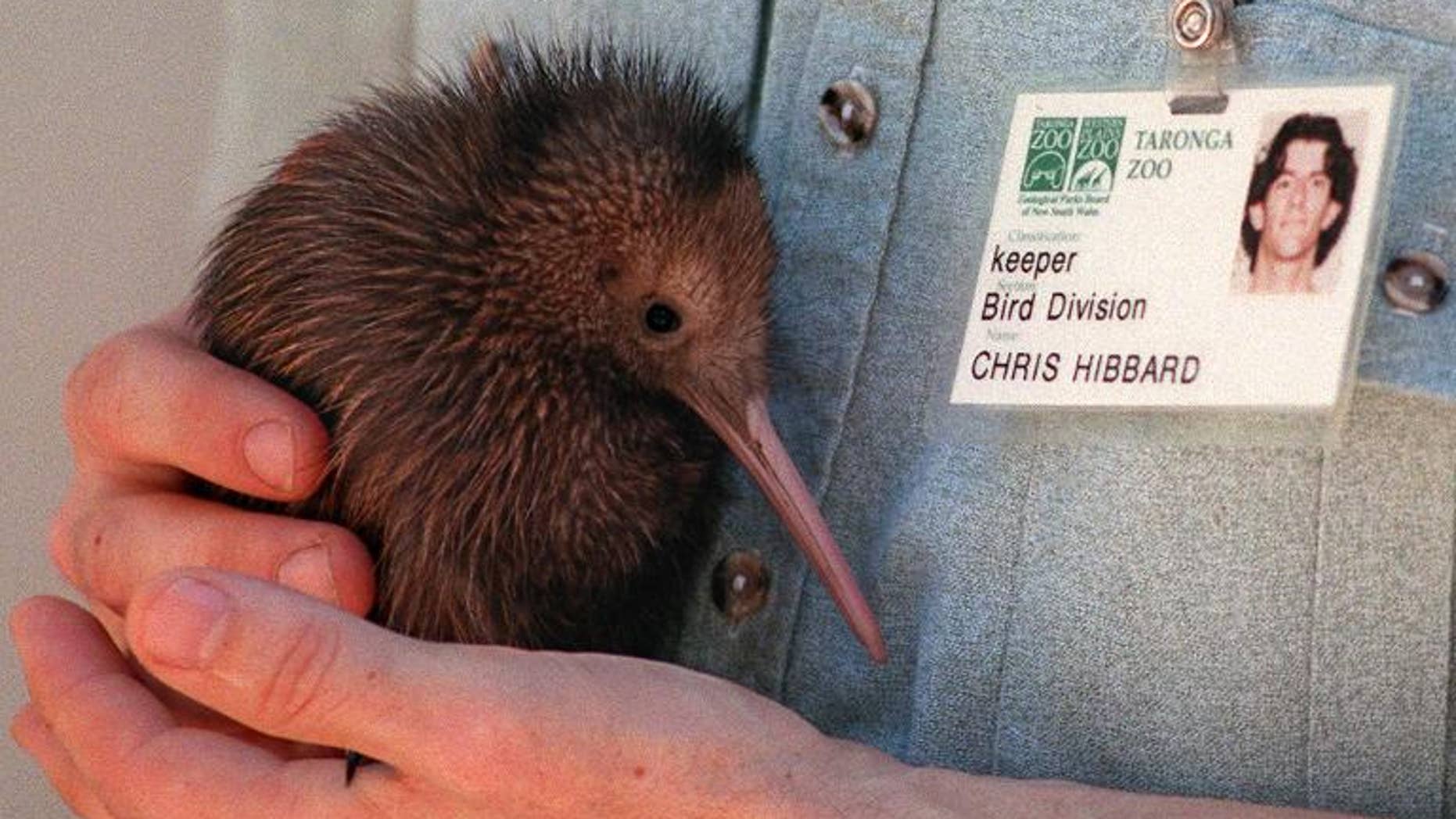 Conservation 'tragedy' as endangered kiwis die in New Zealand zoo | Fox