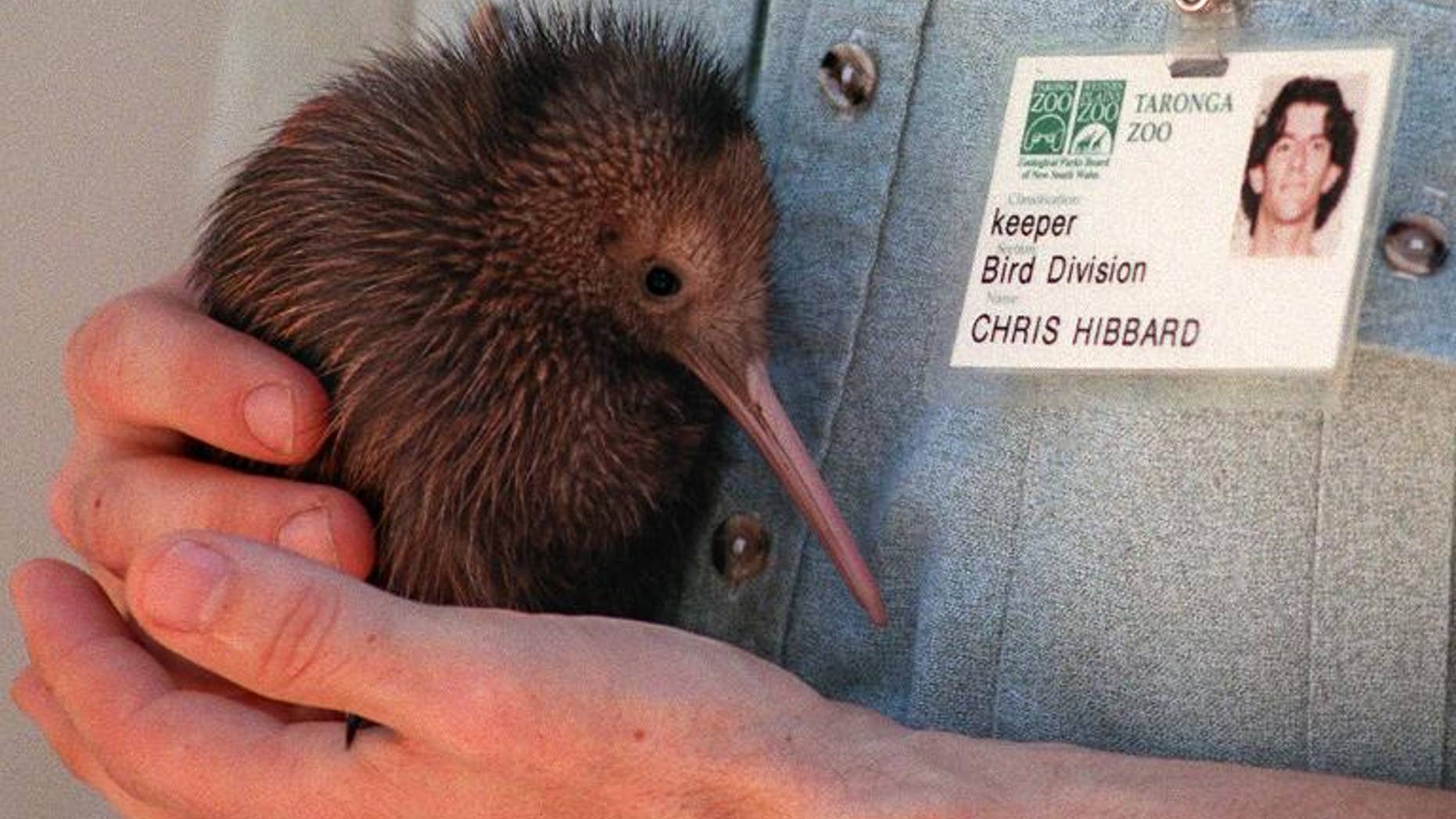 Illustration: eight endangered kiwis have died from respiratory infections at a New Zealand zoo in what has been described as a 'tragedy' for conservation