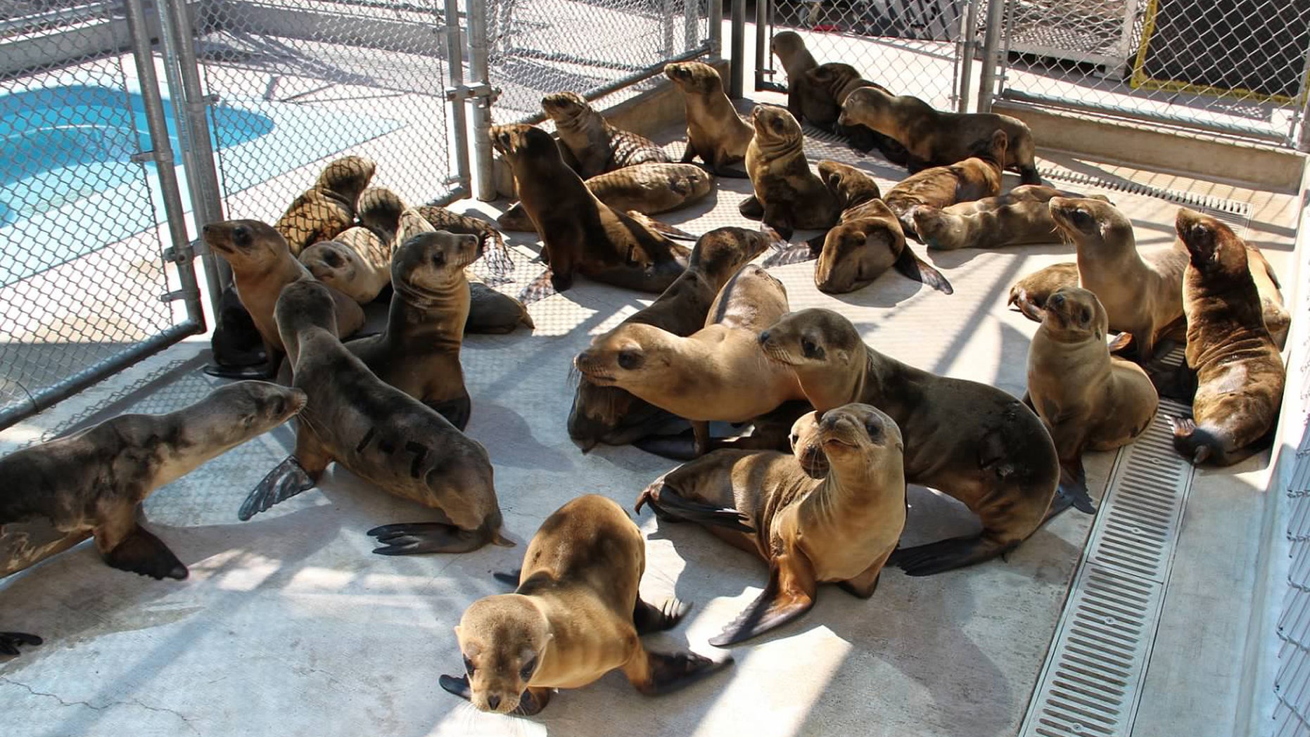 FILE - This undated image provided by the Pacific Marine Mammal Center shows rescued sea lion pups in Laguna Beach, Calif. Federal officials say starving sea lion pups are washing up on Southern California beaches at a rate more than five times higher than the historical average, and scientists are still scrambling to figure out why according to officials, Wednesday, April 17, 2013.(AP Photo/Pacific Marine Mammal Center)