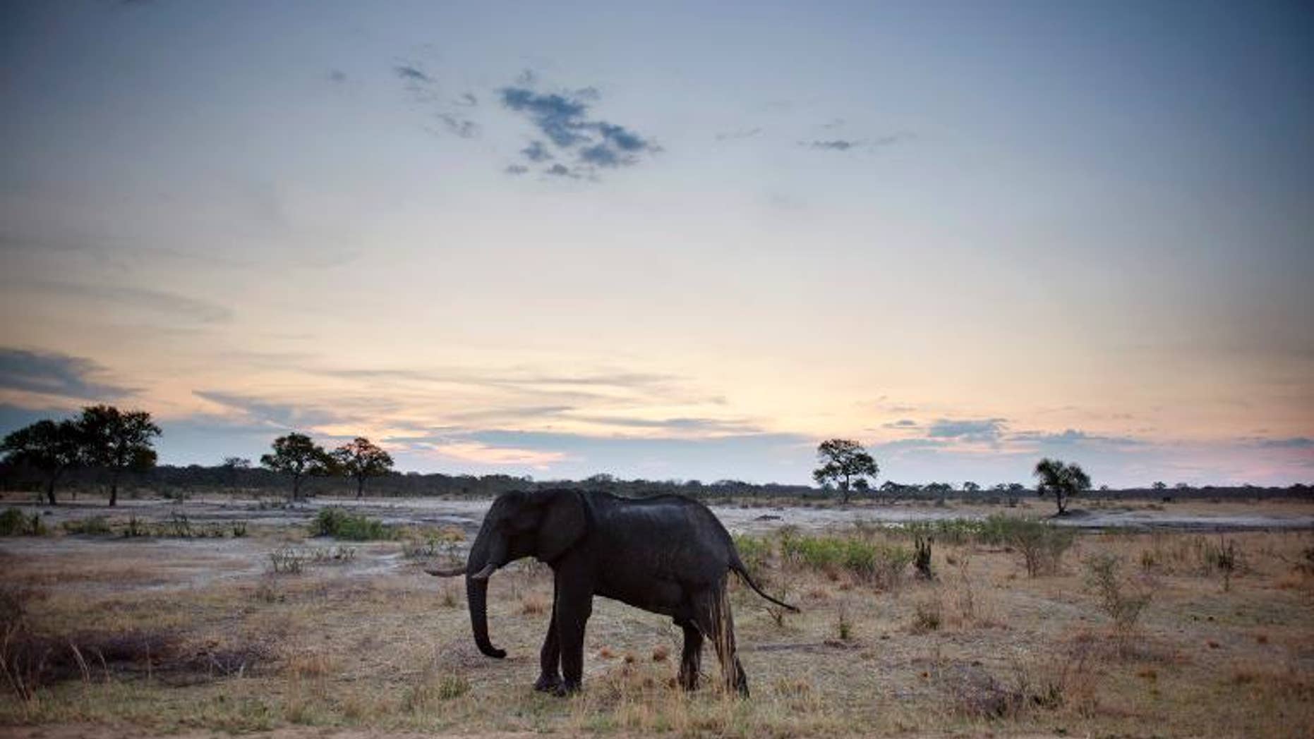An African elephant is pictured on November 19, 2012, in Hwange National Park in Zimbabwe.