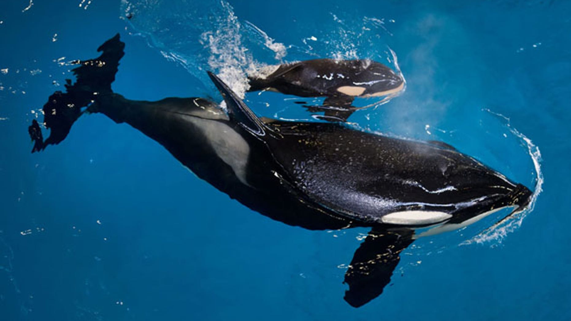 In this image provided by SeaWorld Parks & Entertainment orca Takara helps guide her newborn to the water's surface at SeaWorld San Antonio