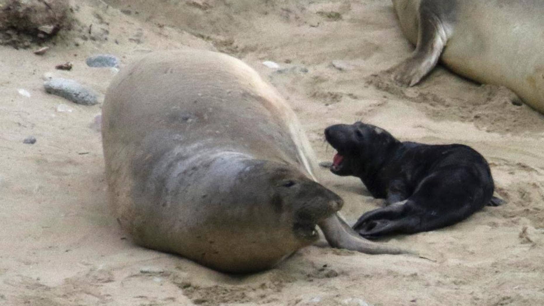 In this Jan. 2, 2016 photo, the elephant seal that tied up traffic in Northern California is shown after giving birth at Point Reyes National Seashore, Calif. The birth happened Saturday, five days after the elephant seal first tried to cross a busy highway near Sears Point in Sonoma County. Rescue crews last Wednesday tranquilized the wayward seal that snarled traffic for two days by trying to cross a highway several times. (Courtesy of Jim Rolka via AP)