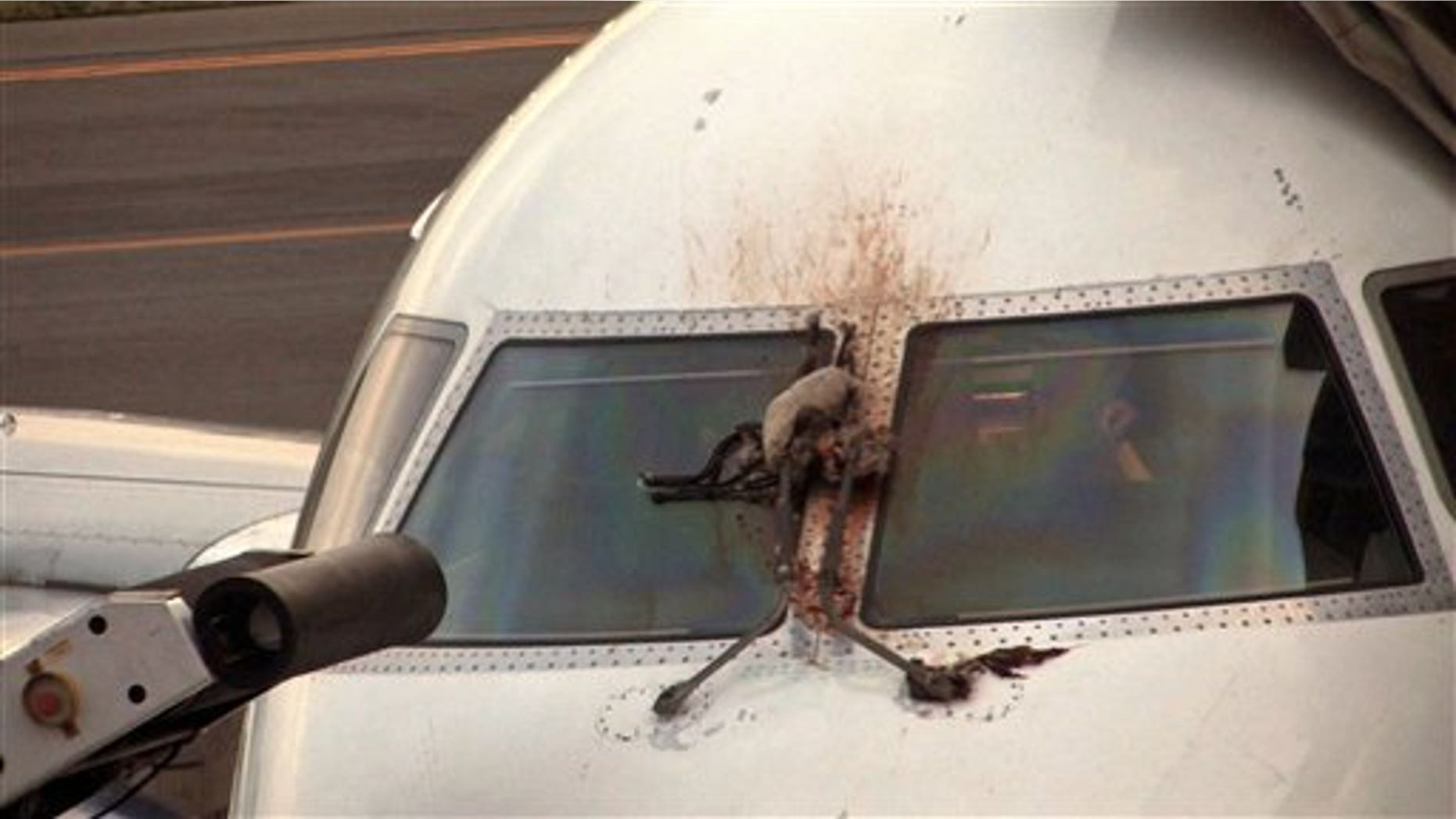 April 24, 2012: A Canada goose is stuck on the windshield of a JetBlue plane that made an emergency landing at the Westchester County Airport in Purchase, N.Y.