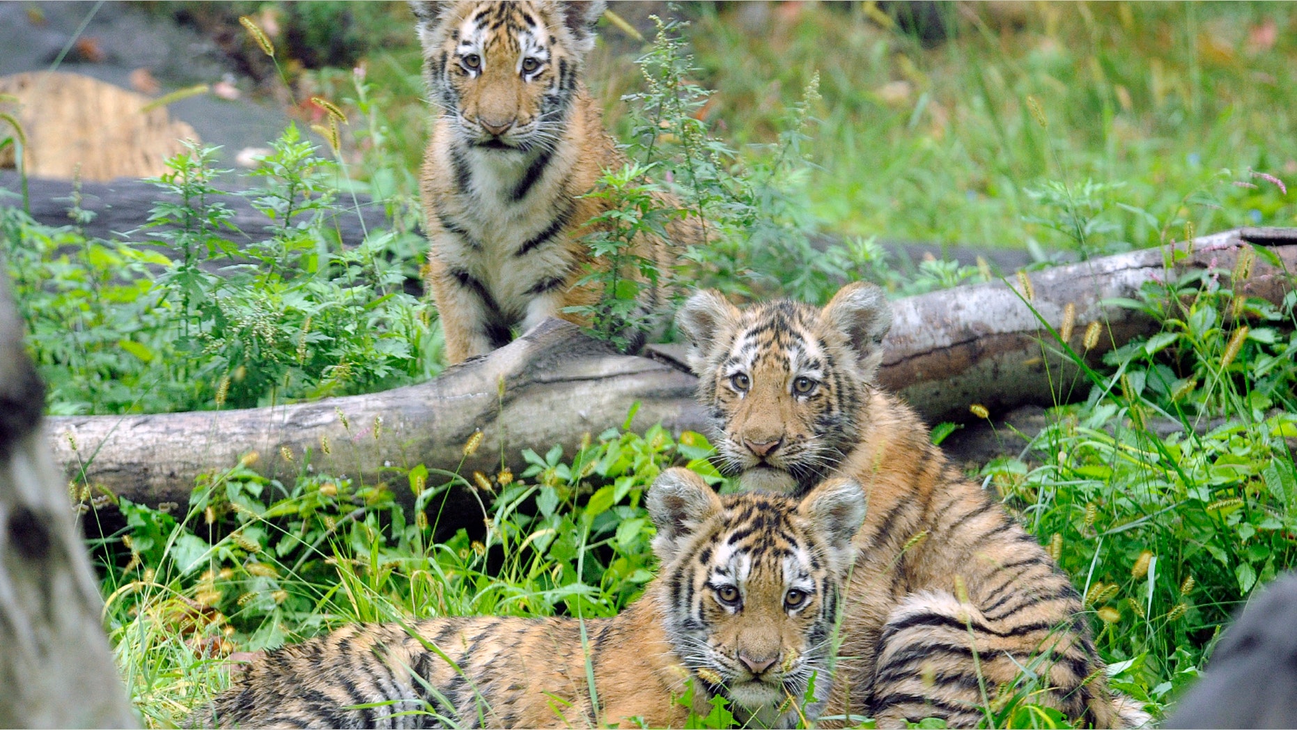 State legislators in both houses have passed a bill banning people from posing for photos while hugging, patting or otherwise touching tigers in New York state.