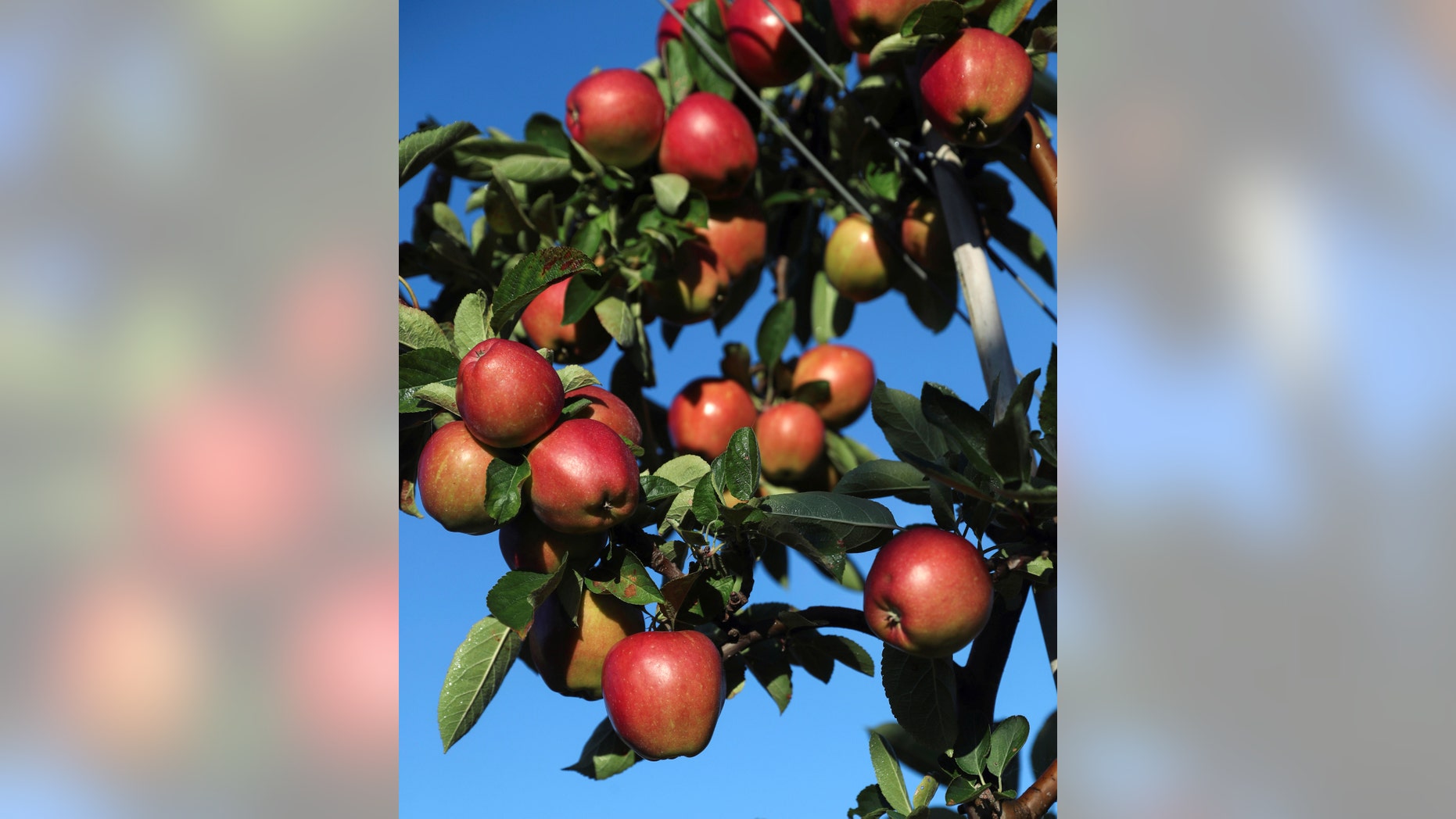 File photo: Apples are seen on a tree at Stocks Farm which employs migrant workers to help harvest the fruit, in Suckley, Britain October 10, 2016. (REUTERS/Eddie Keogh)