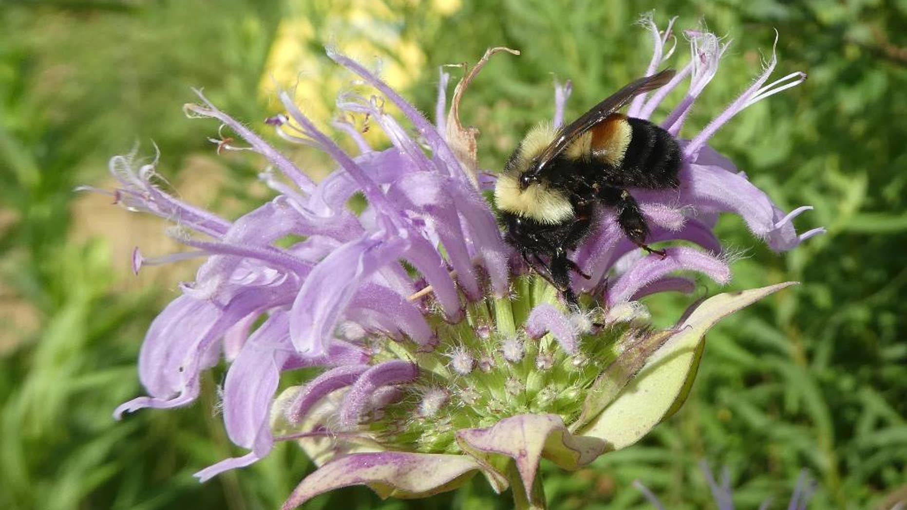 FILE - This 2016 file photo provided by The Xerces Society shows a rusty patched bumblebee in Minnesota. The Fish and Wildlife Service said that it was delaying listing the bee species as endangered, one day before it was to take effect. The listing was to take effect Friday, Feb. 10, 2017. (Sarah Foltz Jordan/The Xerces Society via AP, File)
