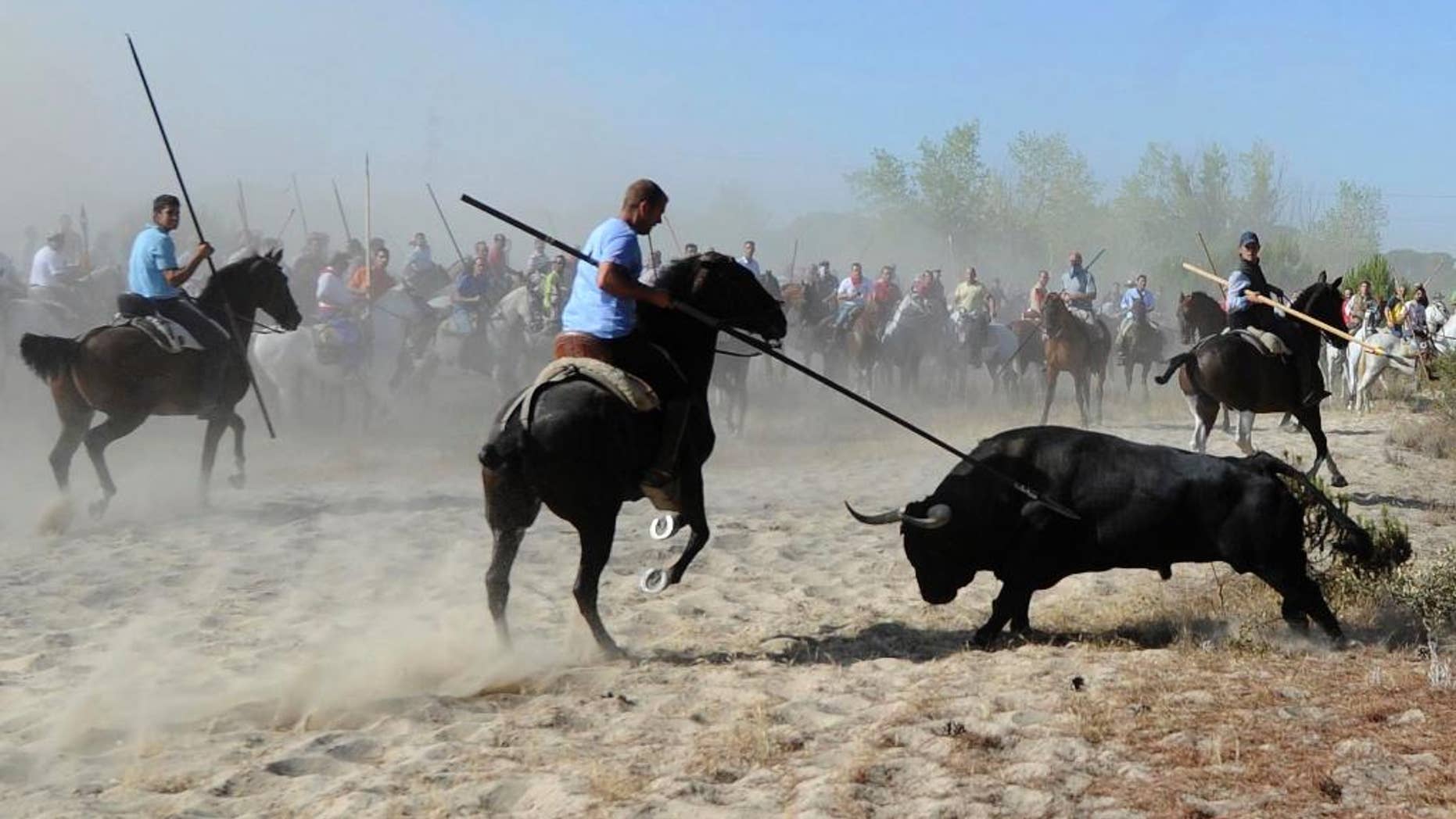 FILE - In this Sept. 11, 2012 file photo, men holding spears riding horses next to a bull during the 'Toro de la Vega' bull spearing fiesta in Tordesillas, near Valladolid, Spain. A regional government in Spain on Thursday May 19, 2016 has outlawed the killing of bulls at town festivals in a measure that likely will stop the animals being speared to death at one of the country's goriest summer events, the annual Toro de la Vega festival, where men on horseback in Tordesillas chase down a bull and spear it to death. (AP Photo/Israel Lopez, File)