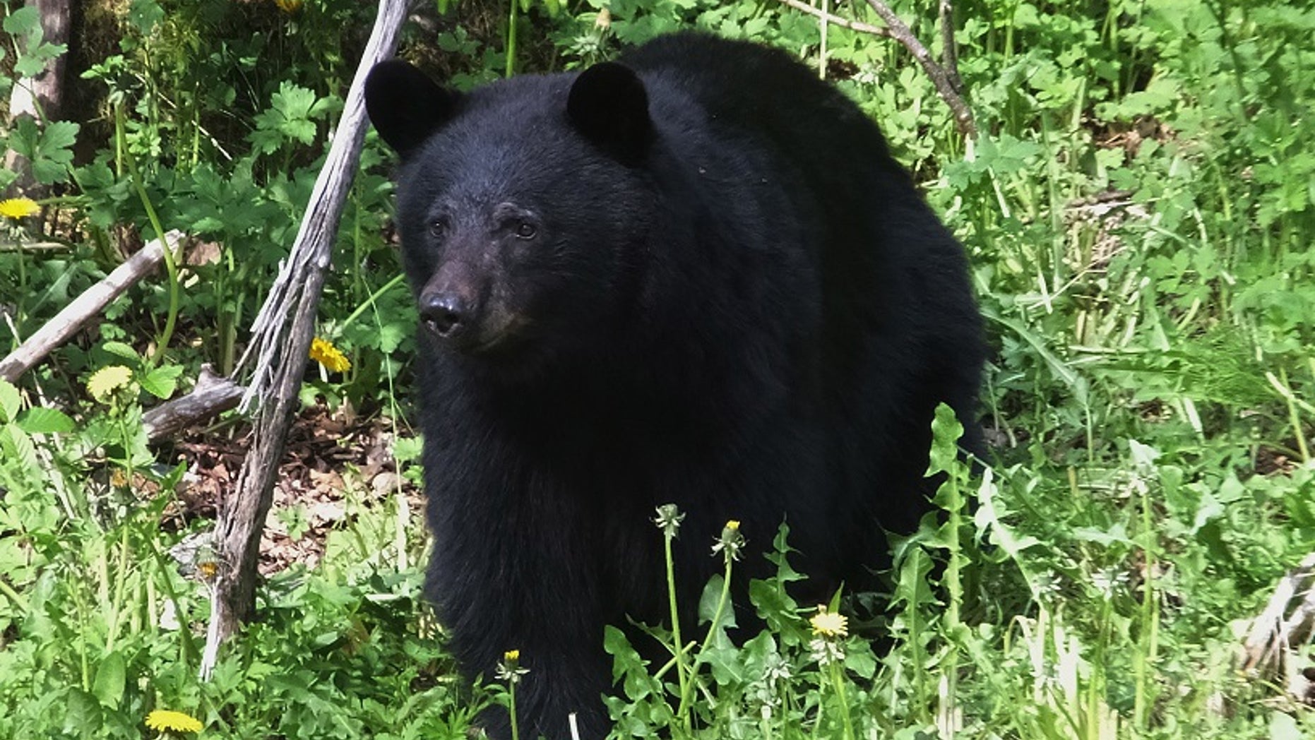 A 16-year-old boy was mauled to death by a black bear in Alaska on Sunday while running a mountain race, state troopers said.