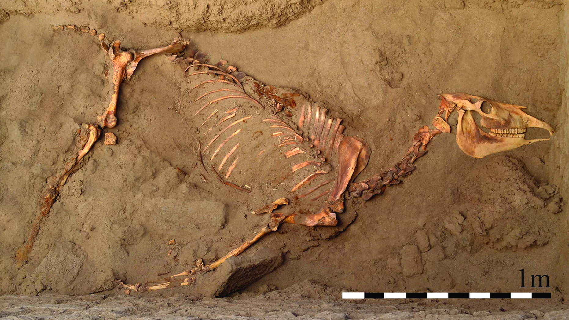 Discovered in 2011, the ancient remains of a chariot-pulling horse were found in a tomb more than five feet underground. Credit: Schrader et al./Antiquity Journal, doi.org/10.15184/aqy.2017.239