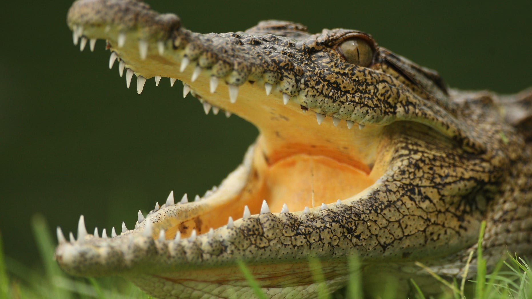 MALELANE, SOUTH AFRICA - DECEMBER 09: A crocodile lies in wait by the 13th green during practice before the Alfred Dunhill Championship at Leopard Creek Country Club on December 9, 2008 in Malelane, South Africa. (Photo by Warren Little/Getty Images)