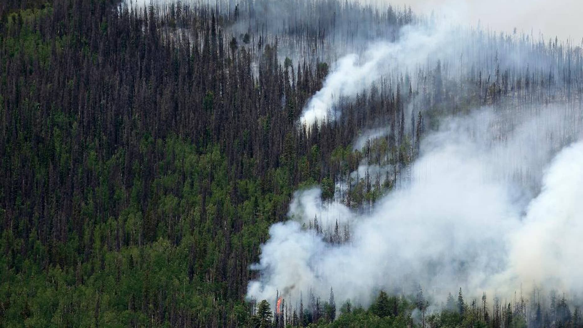 FILE - In this June 24, 2013 file photo, fire-promoting beetle-killed trees mix with live trees as a wildfire burns west of Creede, Colo.