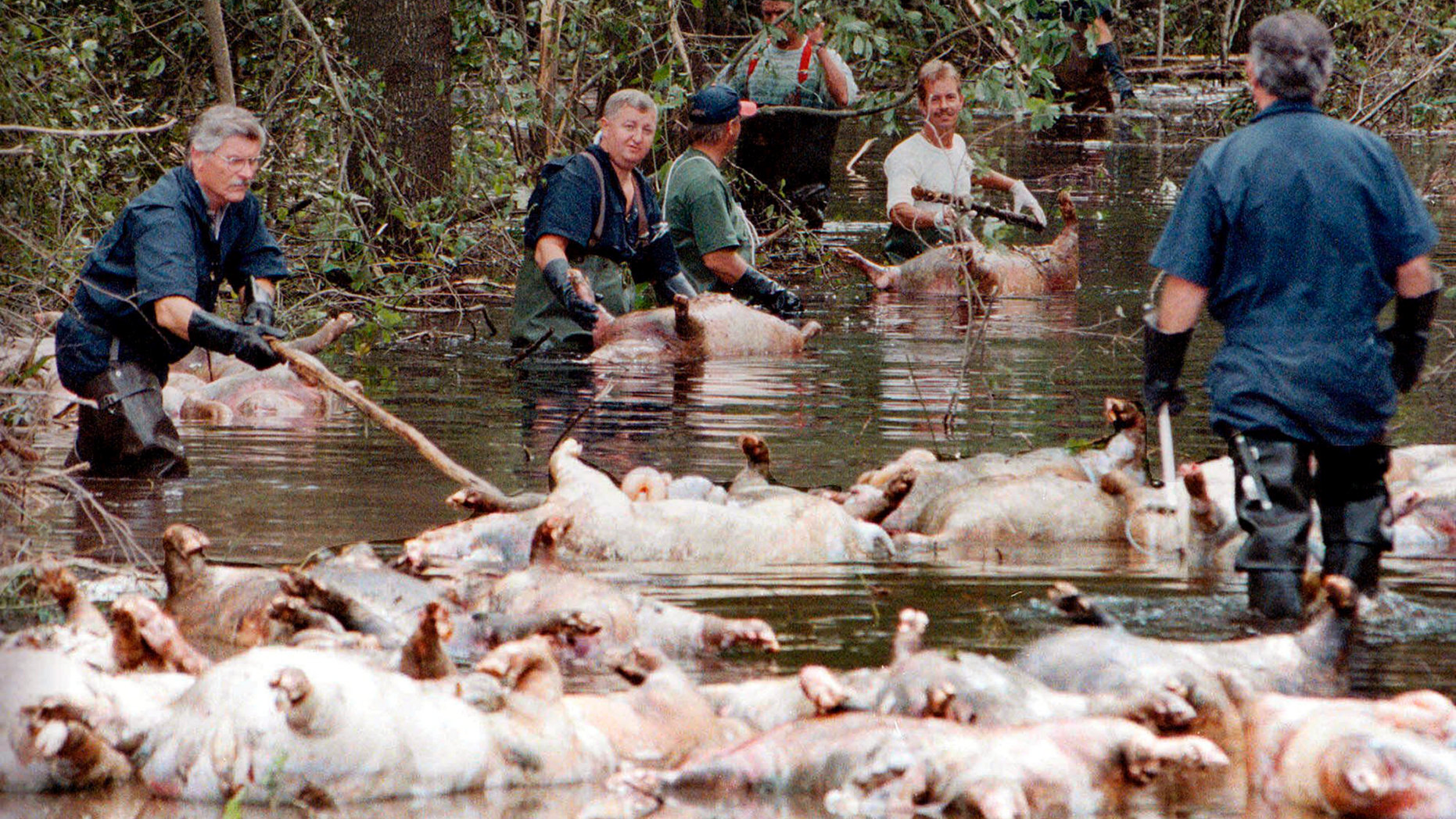 FILE - In this Sept. 24, 1999, file photo, employees of Murphy Family Farms along with friends and neighbors, float a group of dead pigs down a flooded road on Rabon Maready's farm near Beulaville, N.C. The hogs drowned from the floodwaters of the NE Cape Fear River after heavy rains from Hurricane Floyd flooded the area. The heavy rain expected from Hurricane Florence could flood hog manure pits, coal ash dumps and other industrial sites in North Carolina, creating a noxious witches’ brew of waste that might wash into homes and threaten drinking water supplies. (AP Photo/Alan Marler, File)