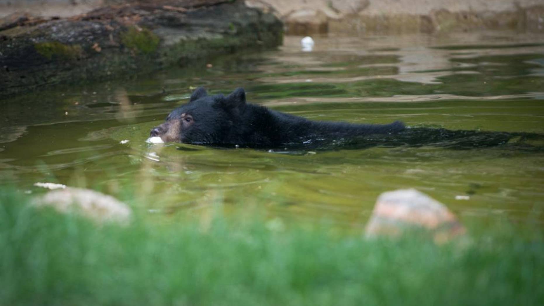 This June 2016 photo provided by the Columbus Zoo shows a black bear cub named Joan in the Columbus Zoo in Columbus, Ohio. Zoo officials in Ohio say a black bear cub briefly escaped its enclosure before being corralled and sedated. A spokeswoman says the Columbus Zoo was put on lockdown Saturday, for a few minutes until workers could contain the bear. (Columbus Zoo via AP)