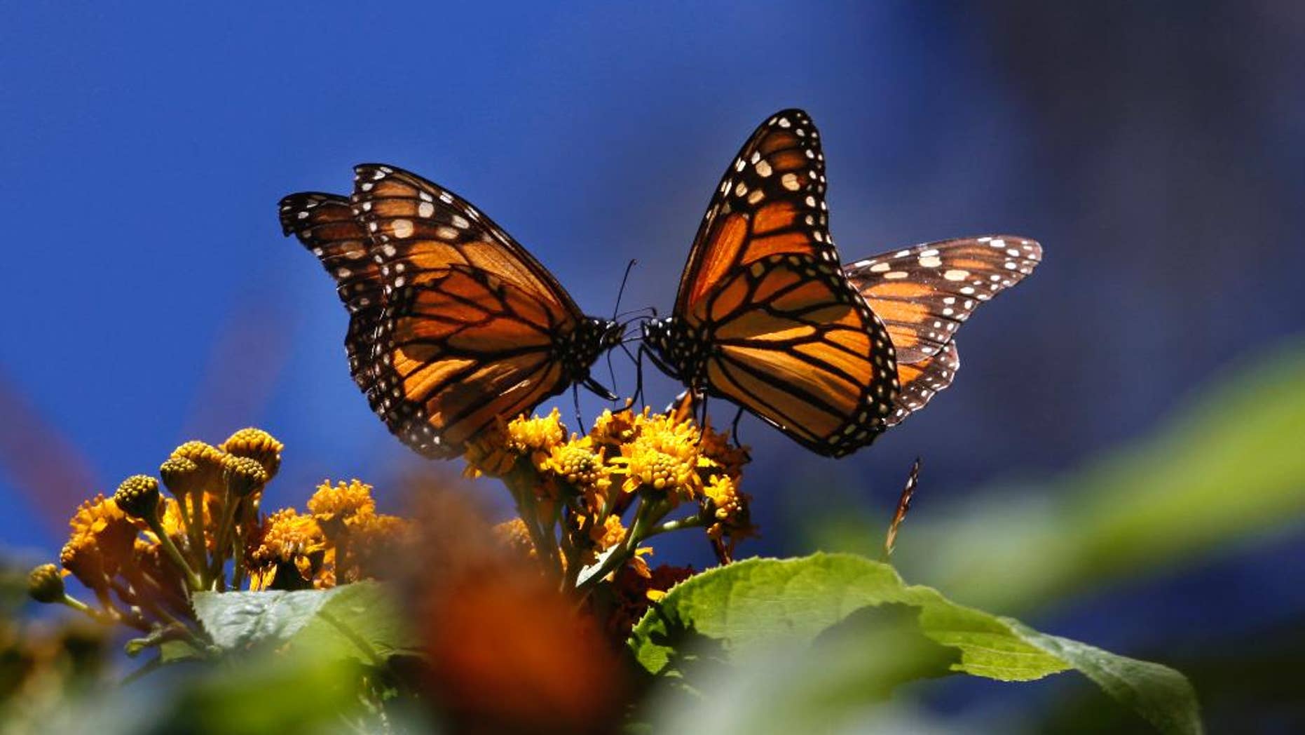 FILE - In this Feb. 26, 2009 file photo, monarch butterflies gather on top of flowers at the Monarch Butterfly Biosphere Reserve, near the town of Chincua, Mexico. The head of Mexico’s nature reserves, Luis Fueyo, said Tuesday, Sept. 23, 2014, the first butterflies have been seen entering Mexico earlier than usual this year. He said it is too early to say whether butterfly numbers will rebound this year from a series of sharp drops, but “this premature presence could be the prelude to an increase in the migration.” (AP Photo/Marco Ugarte, File)