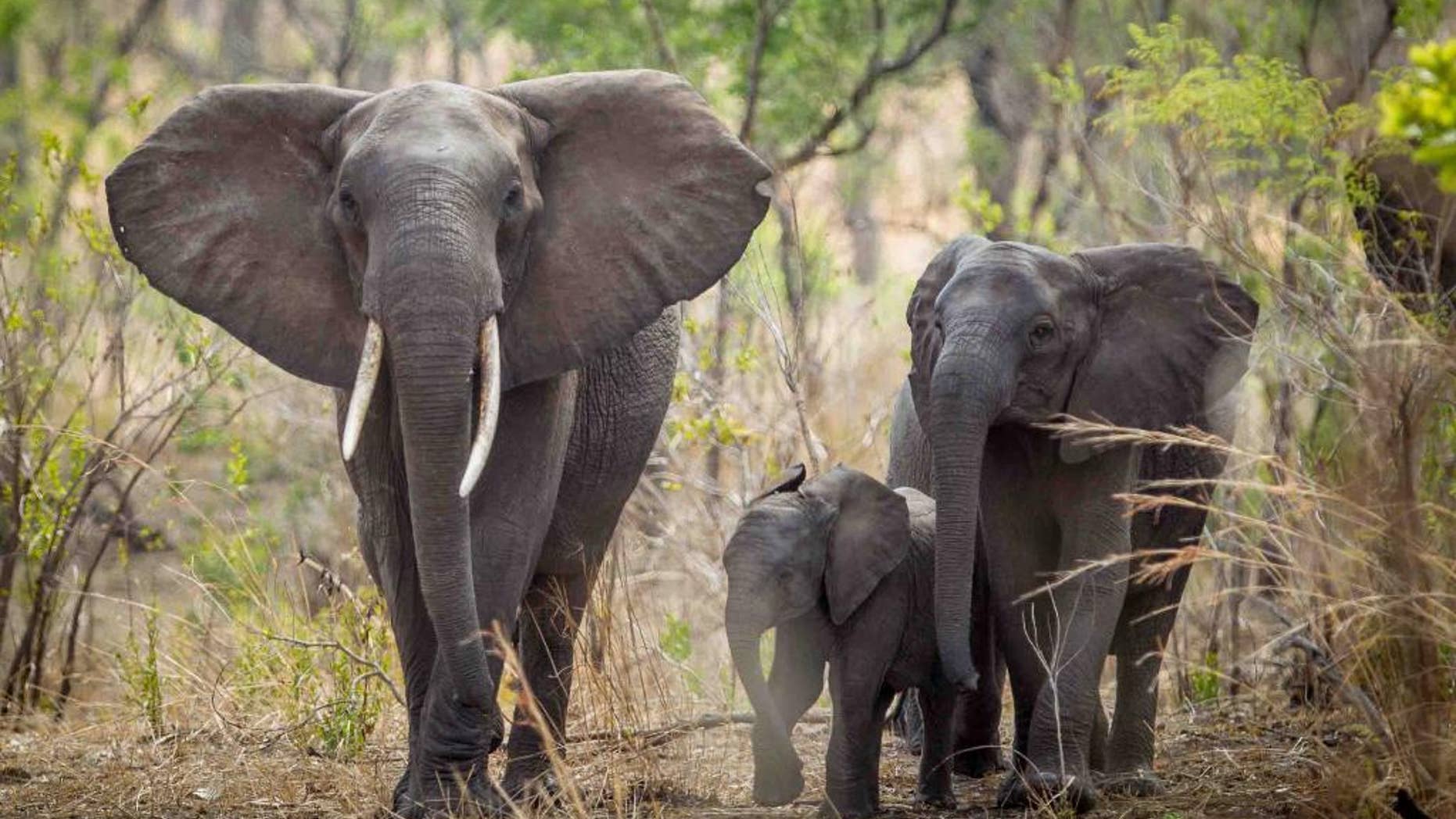 In this photo taken Dec. 2014 and supplied by African Parks elephants are seen roaming near Blantyre, Malawi. Next month, wildlife experts will start moving up to 500 elephants to a sanctuary that they hope will eventually serve as a reservoir to restore some elephant populations in other parts of Africa where the threatened species has been heavily poached. (Morgan Trimble/African Parks via AP)