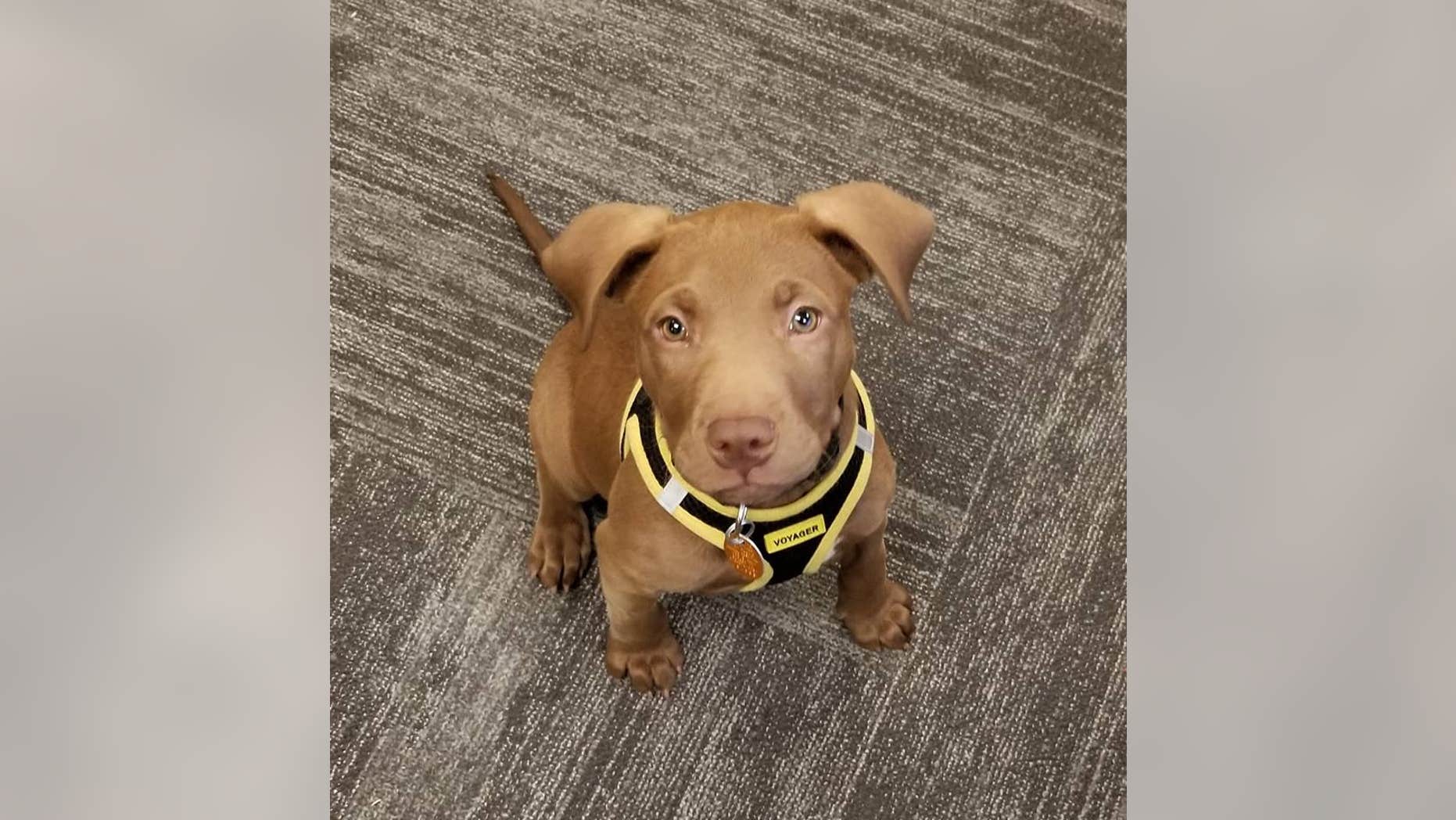 The puppy, named Squelch, was rescued from the City of Borger Animal Shelter and is now receiving “24/7 around the clock love and care” from dispatchers, the city said.