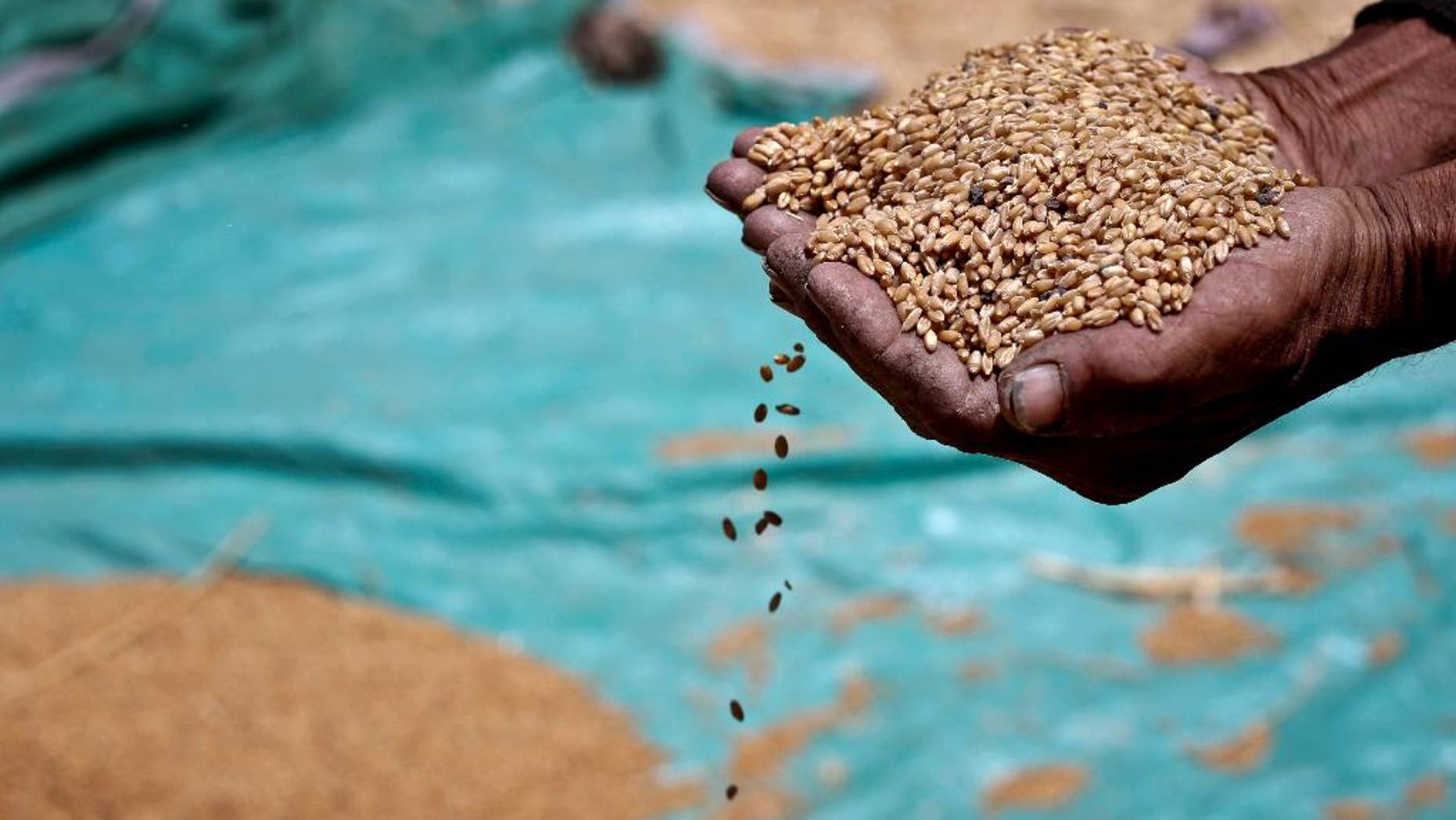 FILE - In this Sunday, May 19, 2013 file photo, a farmer holds grains of wheat in his hands on a field in Fayoum, 60 miles, (100 kilometers), south of Cairo, Egypt. Egypt's farmers have begun the annual wheat harvest. This year, it comes as the government is trying to rein in its decades-old policy of subsidizing bread with a new electronic smart-card system. The minister of supply says that the new system will save the government money and better target the country's poorest. He also says that Egypt, the world's largest importer of wheat, will continue to rely on foreign sources for the staple crop. Unrest in Ukraine has pushed up wheat prices worldwide in recent months. (AP Photo/Hassan Ammar, File)