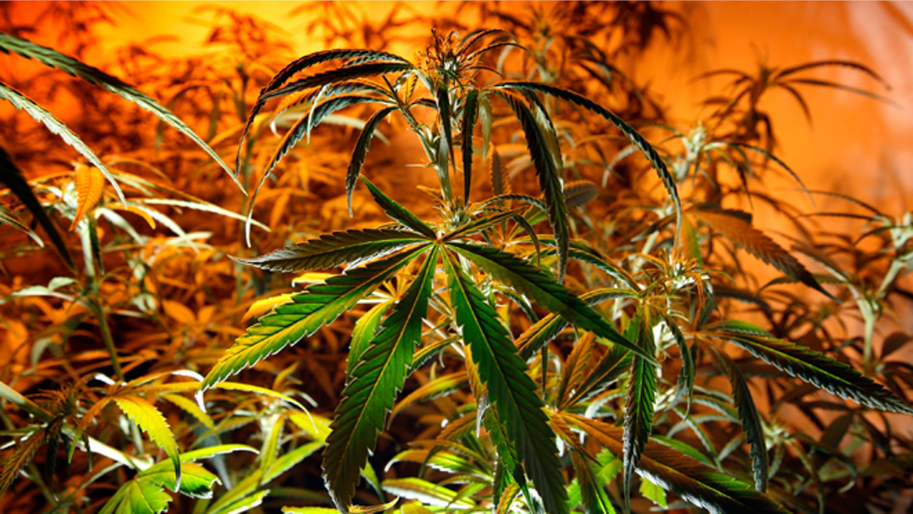 LOS ANGELES, CA - JULY 25: Marijuana plants grow at Perennial Holistic Wellness Center medical marijuana dispensary, which opened in 2006, on July 25, 2012 in Los Angeles, California. The Los Angeles City Council has unanimously voted to ban storefront medical marijuana dispensaries and to order them to close or face legal action. The council also voted to instruct staff to draw up a separate ordinance for consideration in about three months that might allow dispensaries that existed before a 2007 moratorium on new dispensaries to continue to operate. It is estimated that Los Angeles has about one thousand such facilities. The ban does not prevent patients or cooperatives of two or three people to grow their own in small amounts. Californians voted to legalize medical cannabis use in 1996, clashing with federal drug laws. The state Supreme Court is expected to consider ruling on whether cities can regulate and ban dispensaries. (Photo by David McNew/Getty Images)