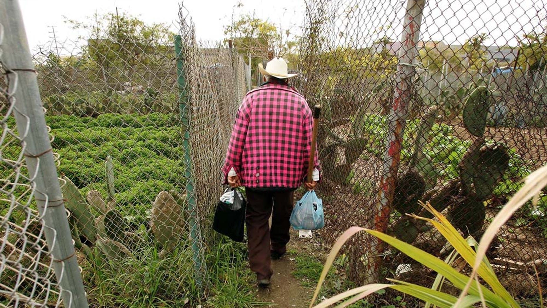 LOS ANGELES, CA - MARCH 09: Elia Ortiz walks to his garden plot at the South Central Community Farm on March 9, 2006 in Los Angeles, California. Owner and developer Ralph Horowitz has decided to erect a Wal-Mart warehouse on the site and ordered the eviction of the farmers who won a stay until a March 13 hearing to determine the fate of the 13-year-old community food farm. The 14-acre food garden is operated by about 350 Mexican and Guatemalan immigrant families who mostly live under the poverty line and is reportedly the nation's largest urban farm. (Photo by David McNew/Getty Images)
