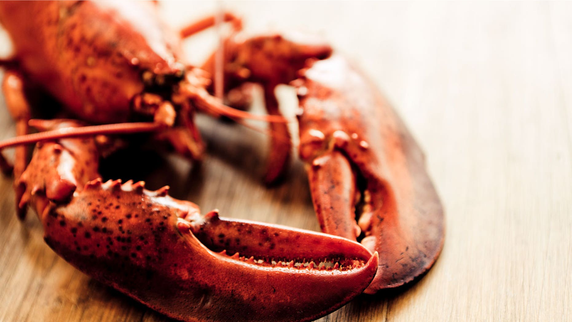 An extremely old Long Island lobster was recently saved from becoming dinner.